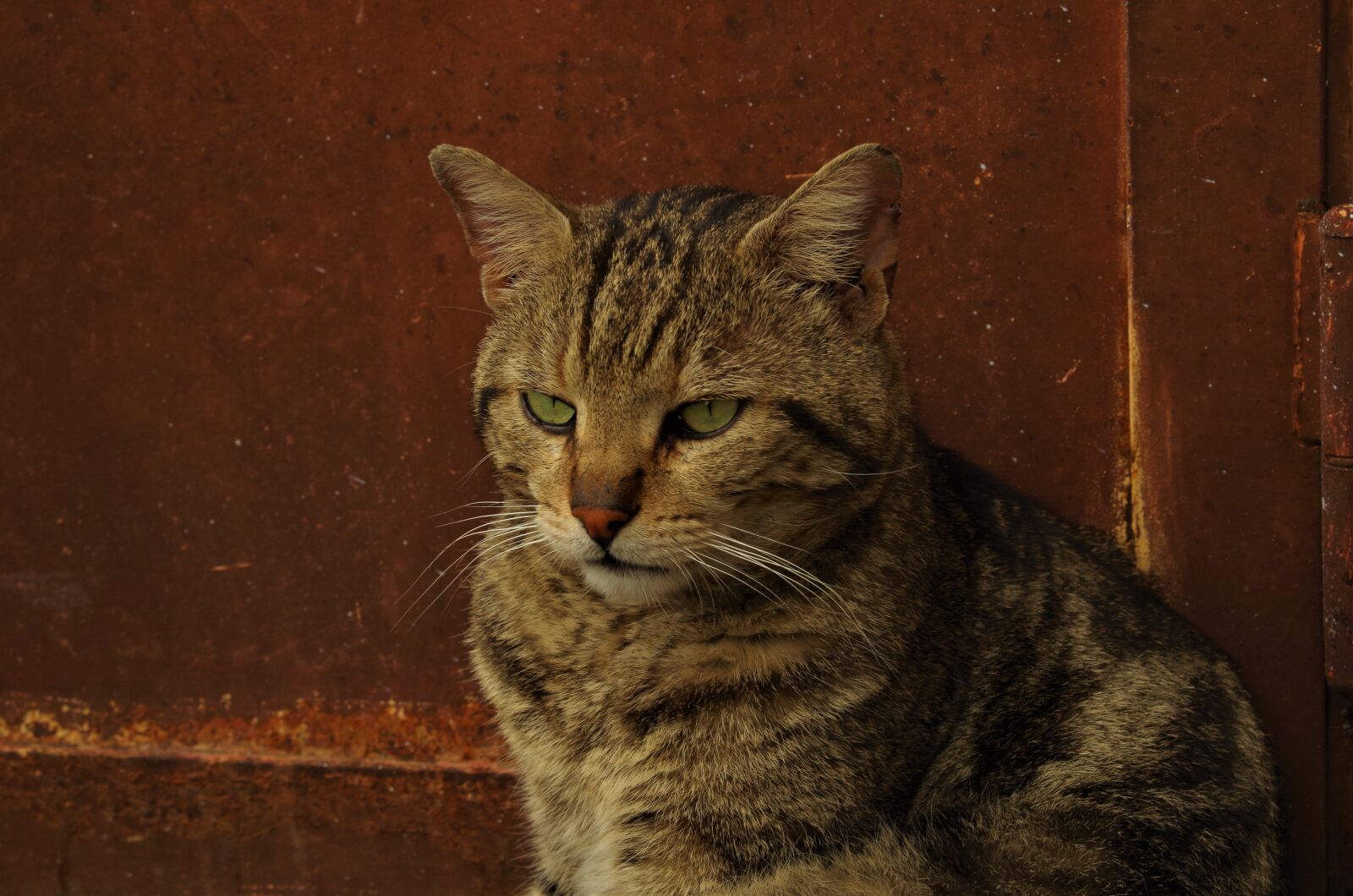 Pentax K-50 sample photo. Cat, stray cat, calico photography