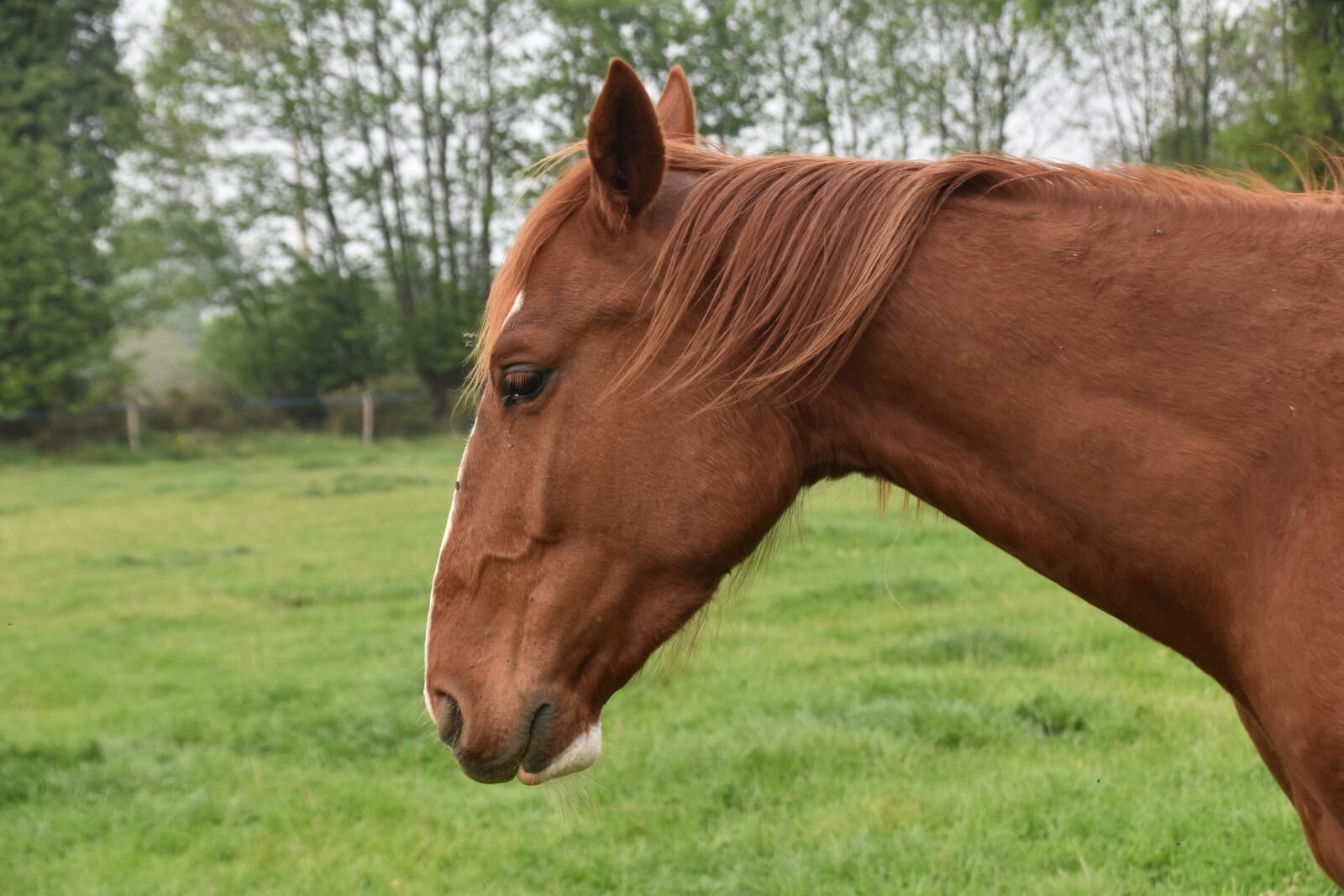 Nikon D5600 sample photo. Horse, young horse, horse photography