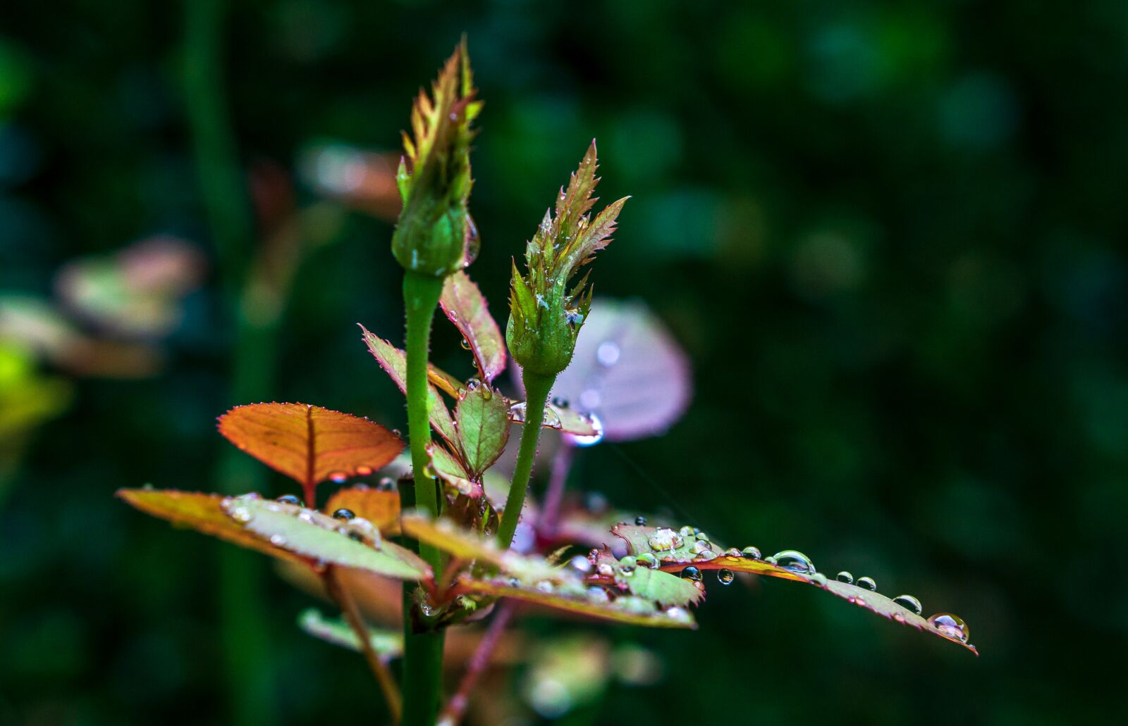 E 50mm F1.8 OSS sample photo. Nature, flowers, spring photography
