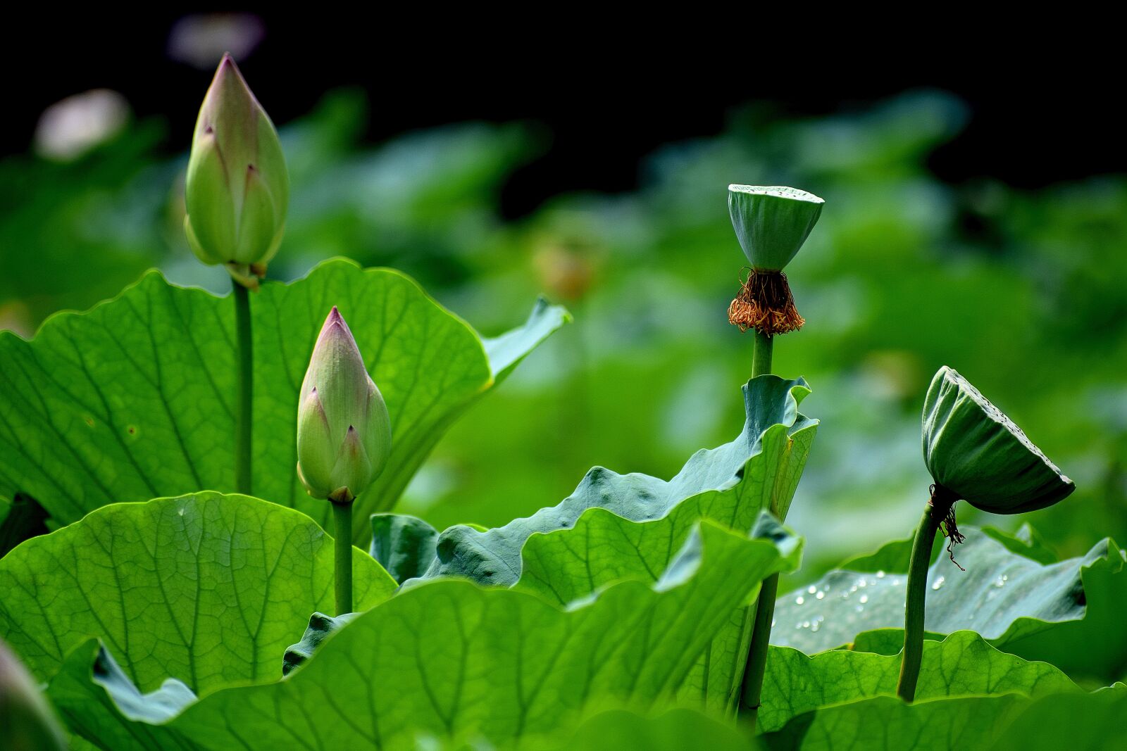 Nikon D3300 sample photo. Lotus, flowers, buds photography