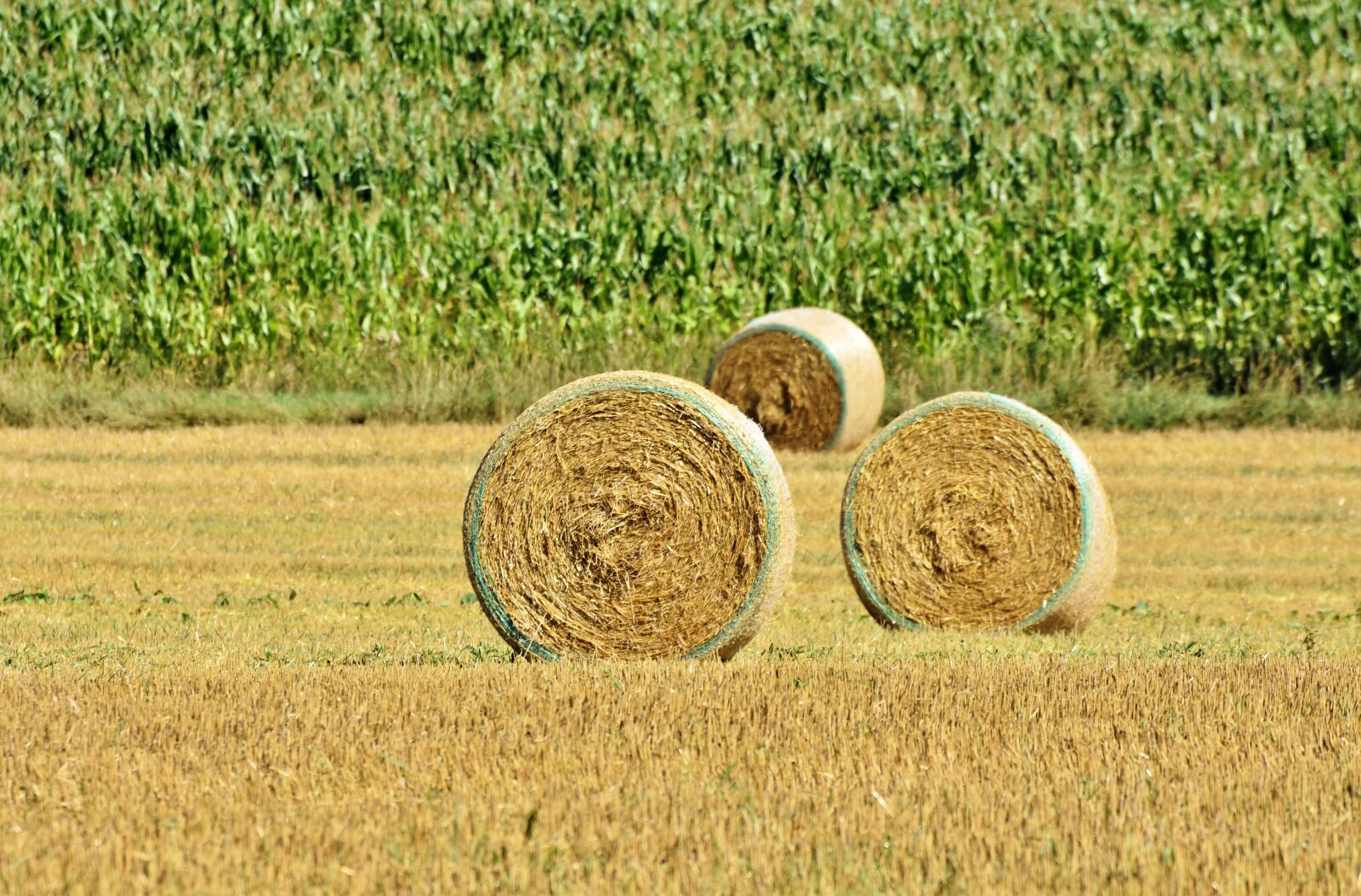 Nikon D7200 sample photo. Hay bales, straw bales photography