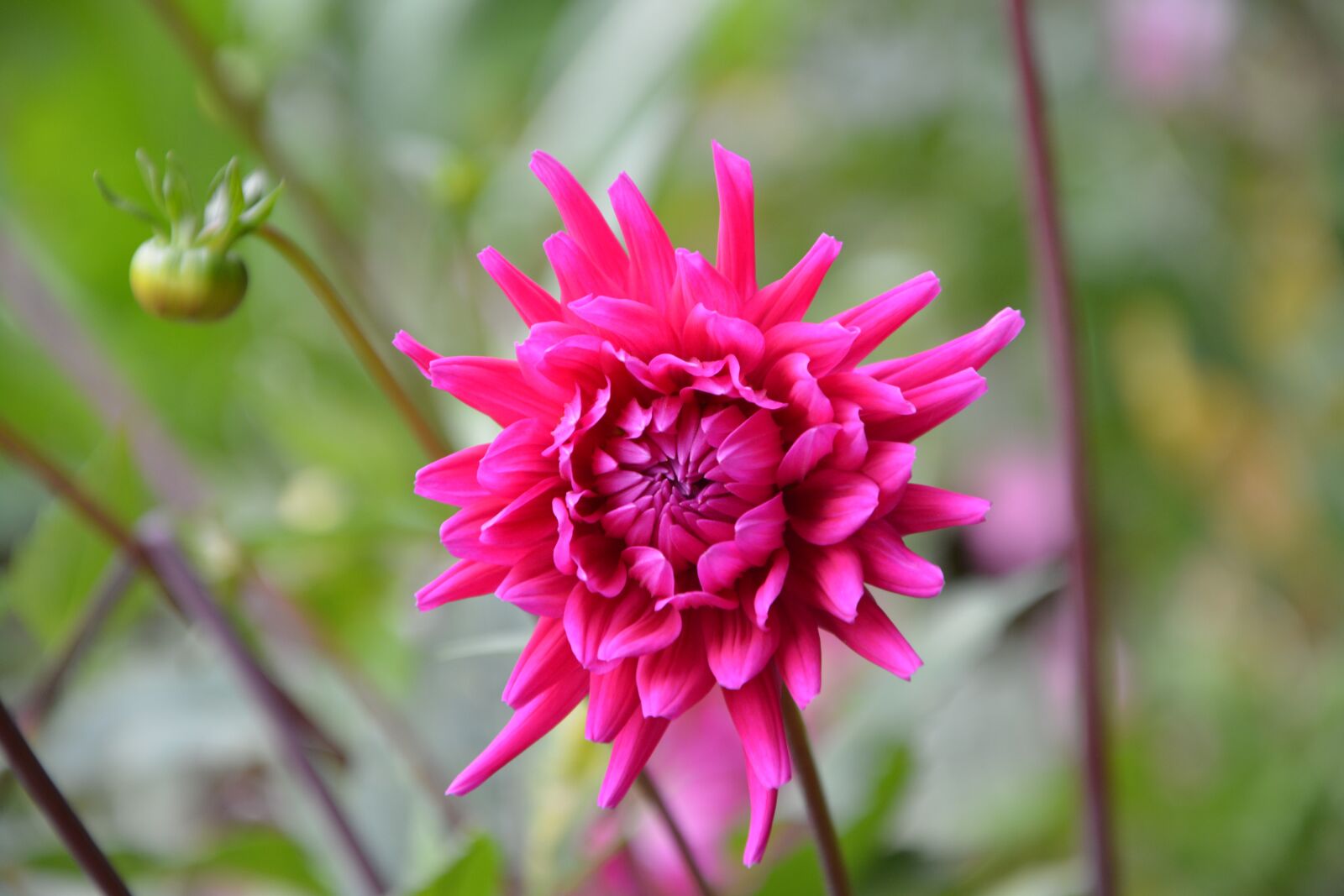 Nikon D5200 sample photo. Flower, pink, flower bud photography