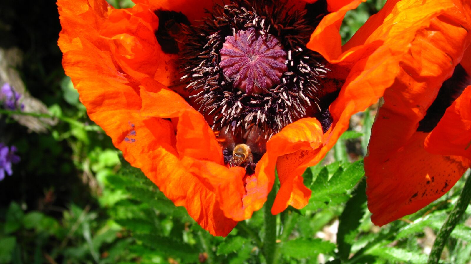 Canon POWERSHOT S5 IS sample photo. Flower, nature, garden photography