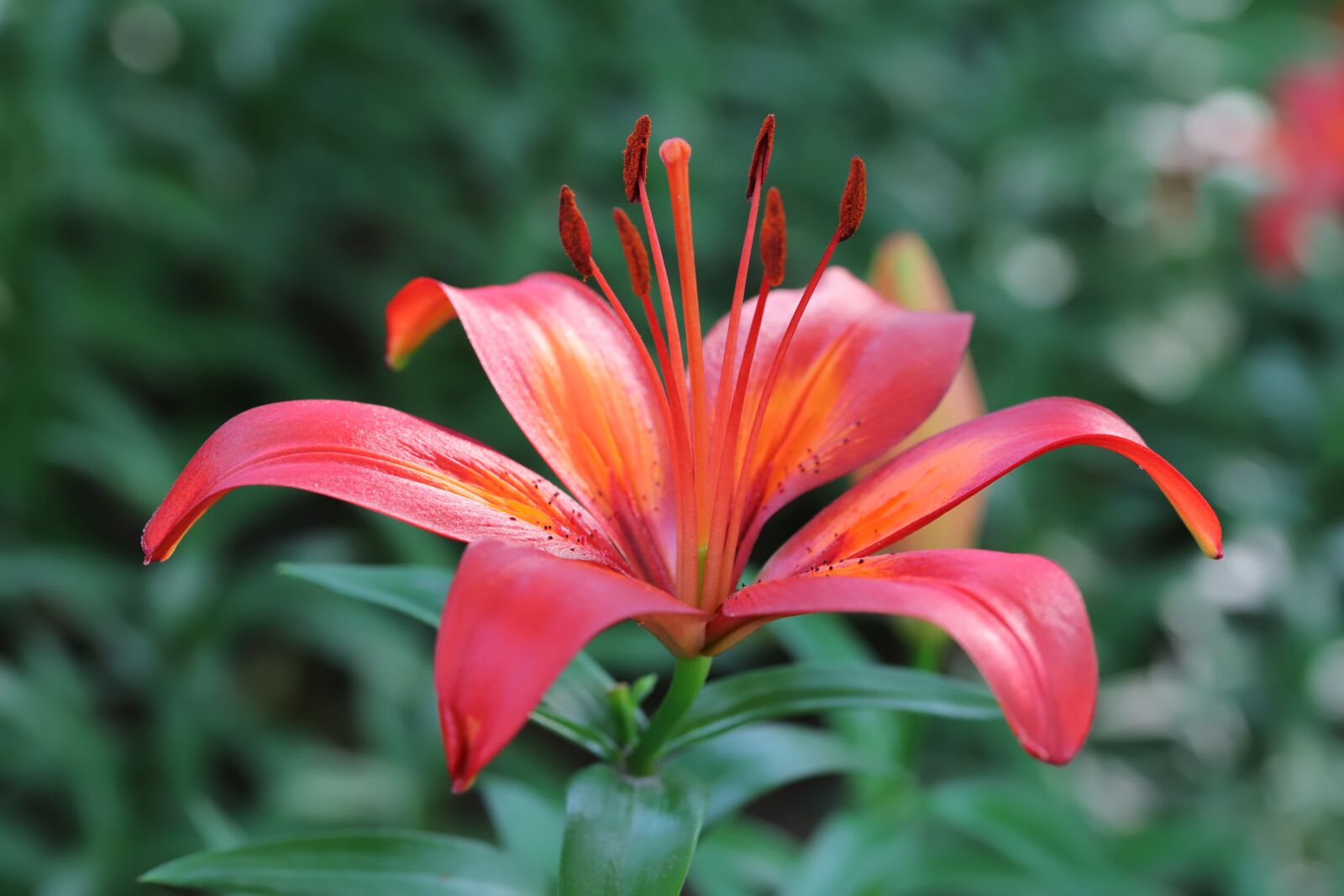 Canon EOS 6D Mark II sample photo. Lily, summer flowers, nature photography