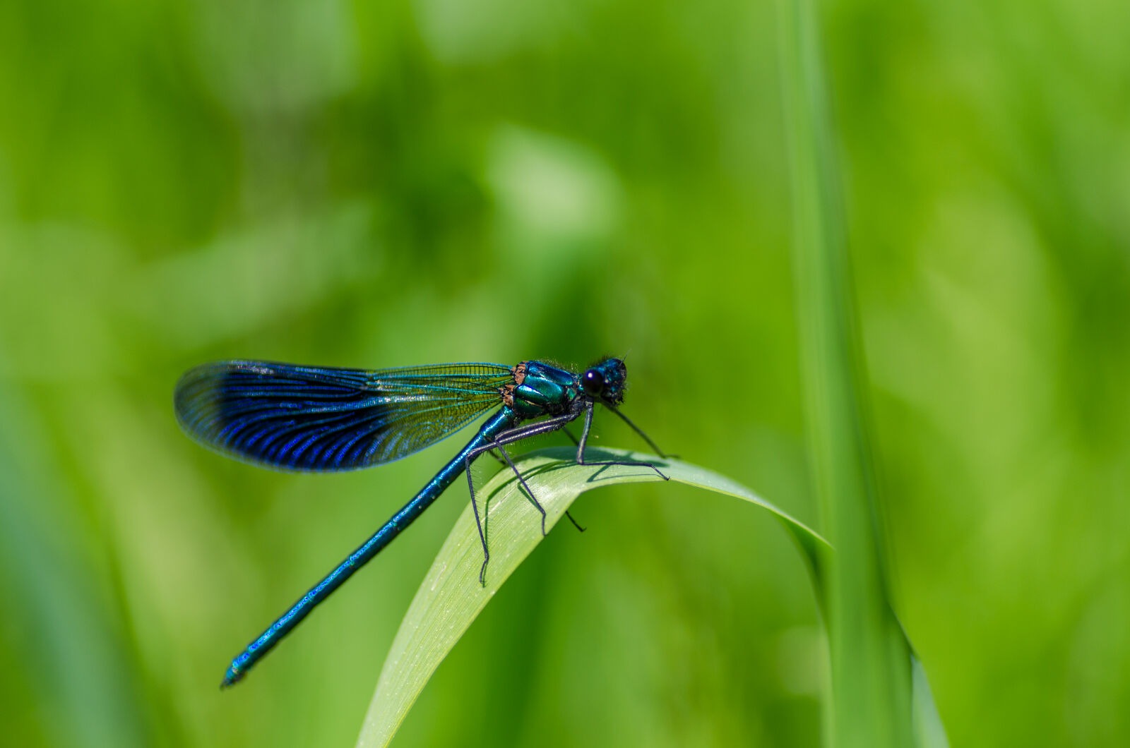 Nikon D5100 sample photo. Bug, close, up, damselfly photography