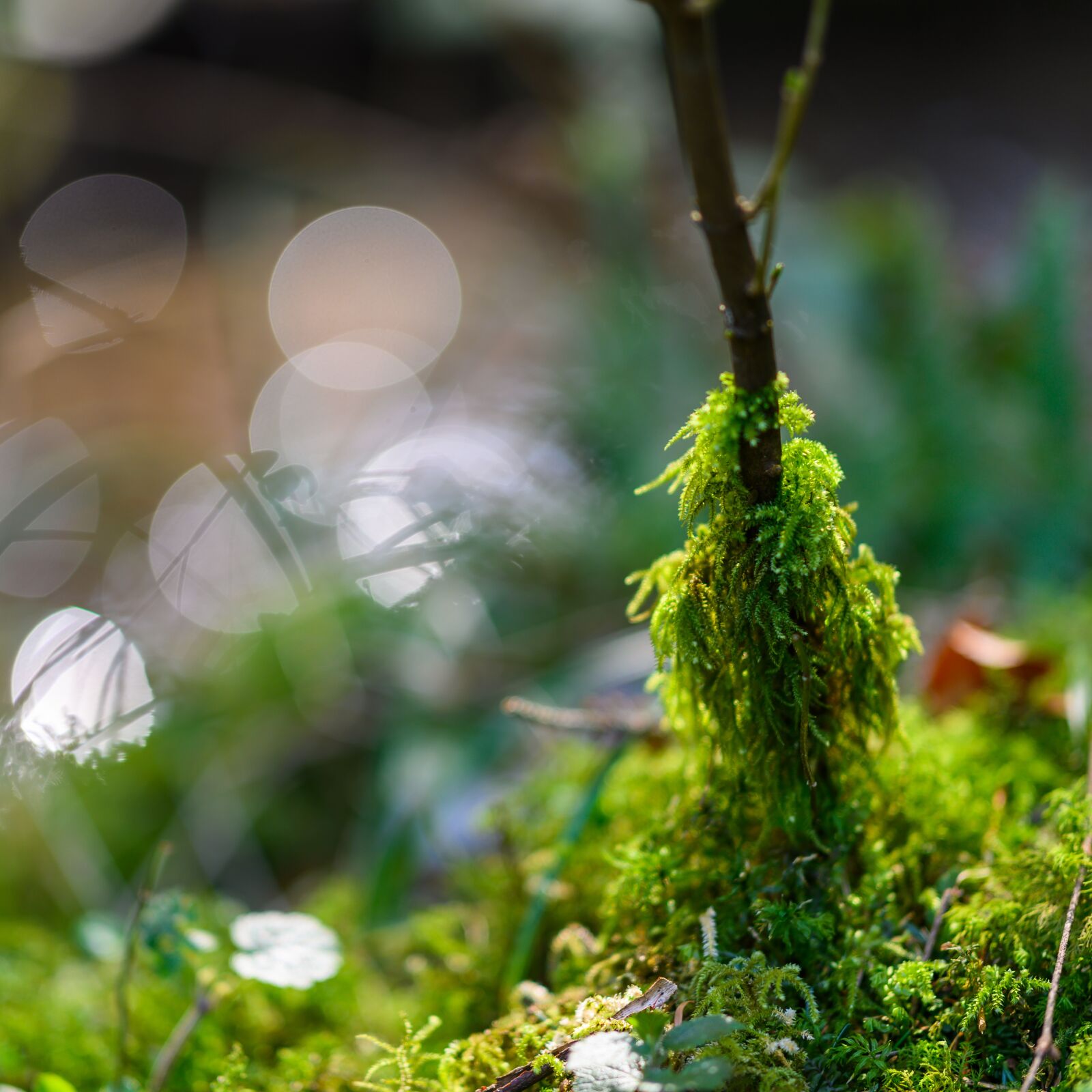 Nikon Z7 sample photo. Moss, forest, forest floor photography