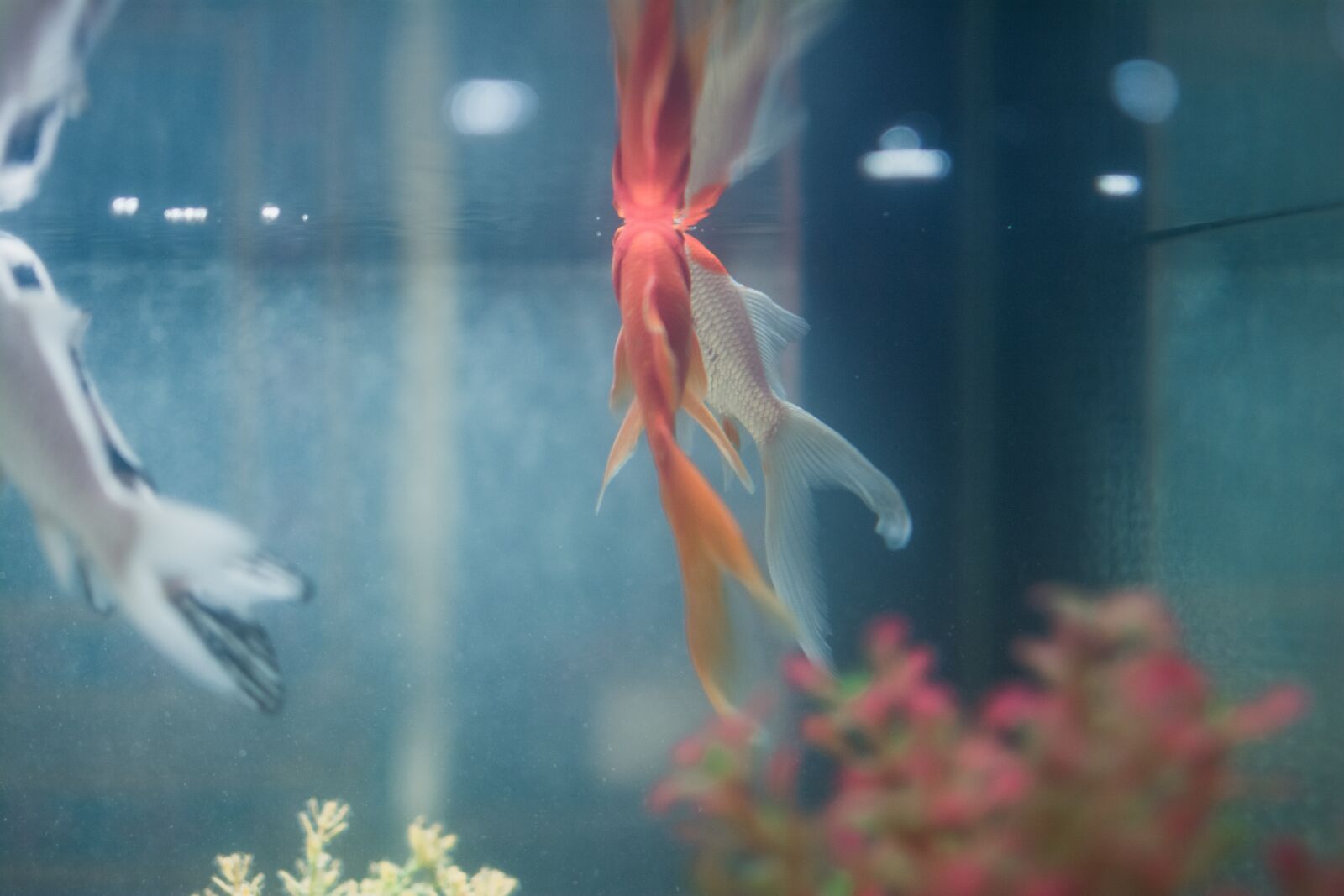 Nikon D7100 sample photo. Fish, aquarium, underwater photography