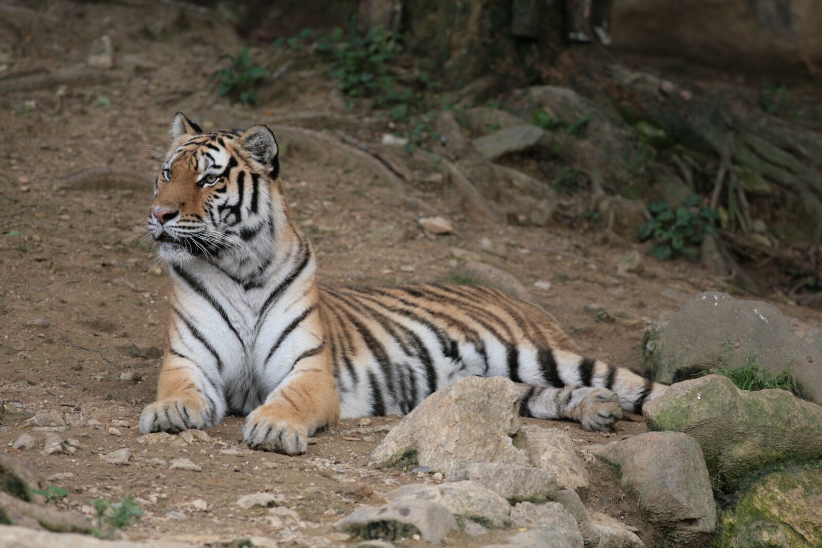 Canon EOS 5D sample photo. Panthera tigris, tiger, seoul photography