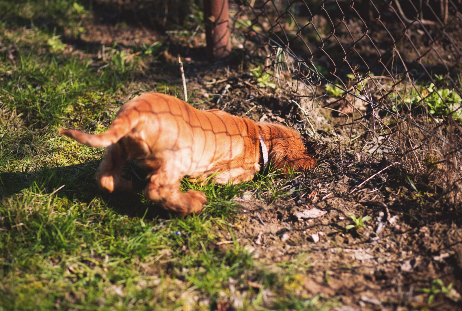 Canon EF 85mm F1.8 USM sample photo. Dogs, animals, dig photography
