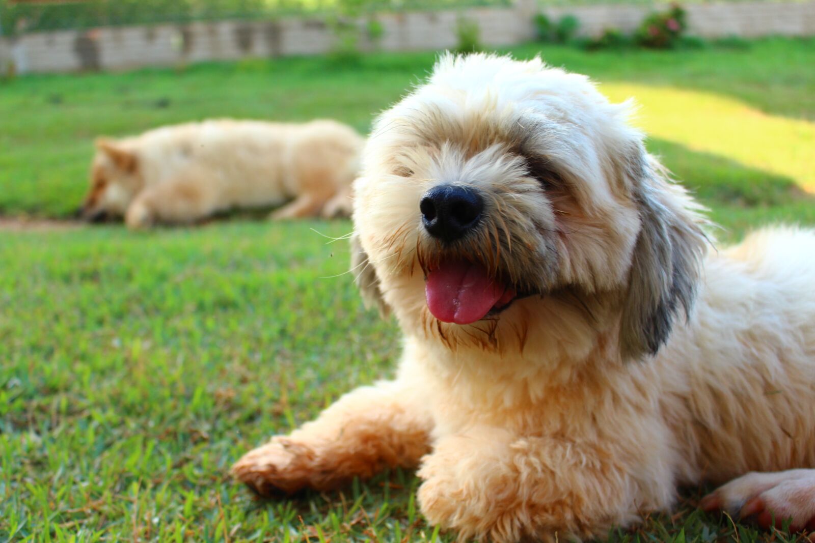 Canon EOS 700D (EOS Rebel T5i / EOS Kiss X7i) sample photo. Lhasa apso, dog, animal photography