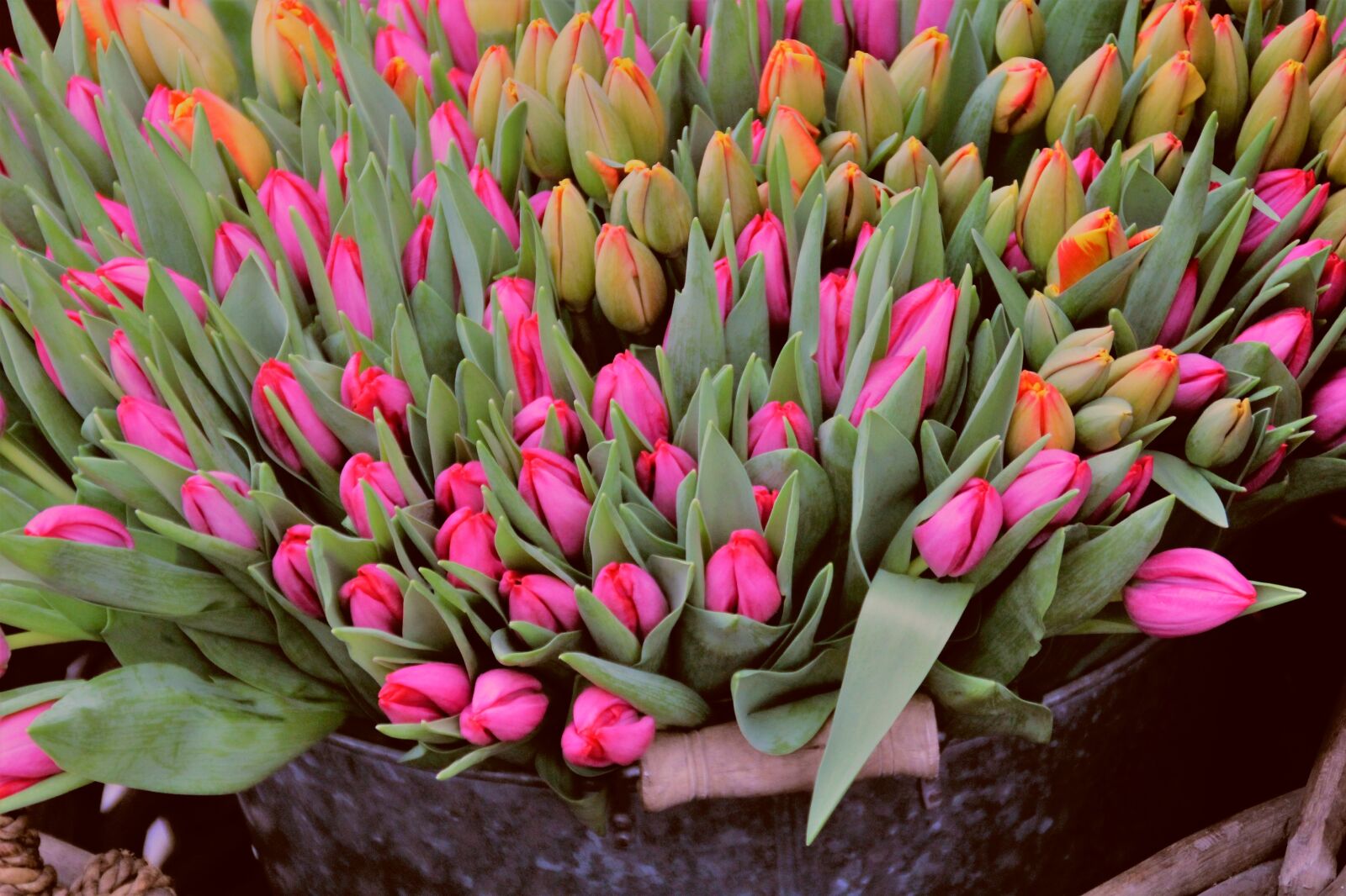 Canon EOS 2000D (EOS Rebel T7 / EOS Kiss X90 / EOS 1500D) sample photo. Tulips, market, market stall photography
