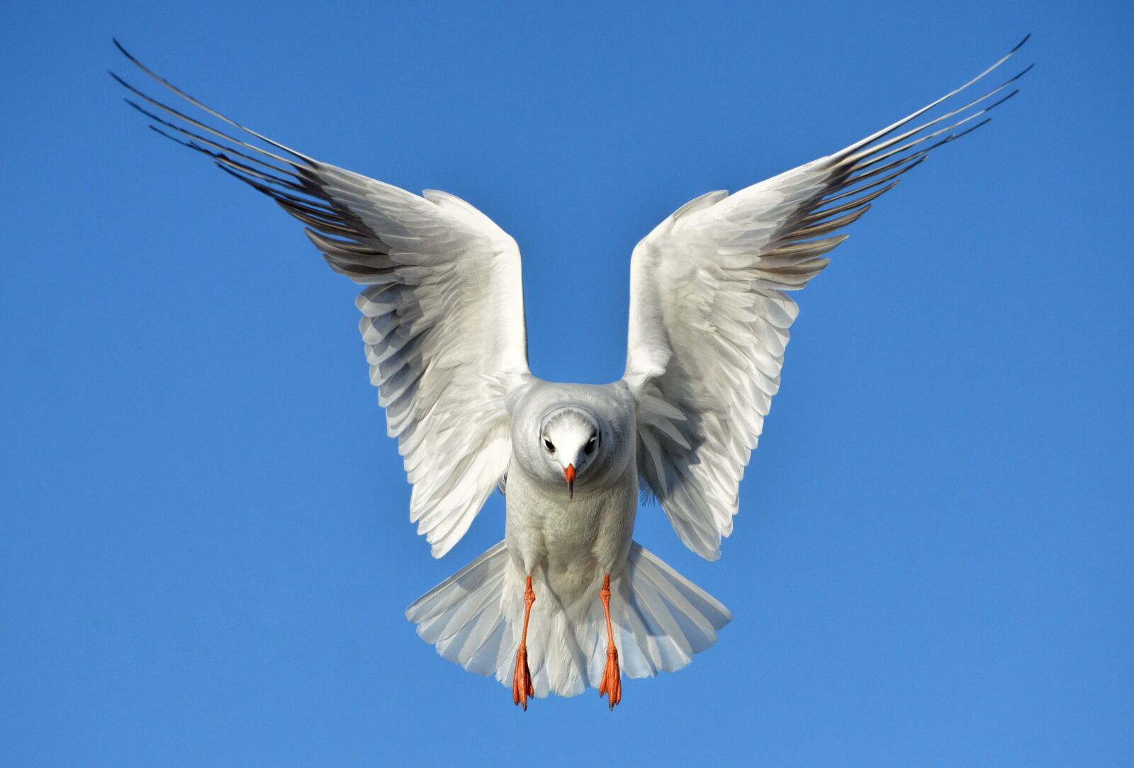 Nikon D3200 sample photo. The seagull, bird, sea photography