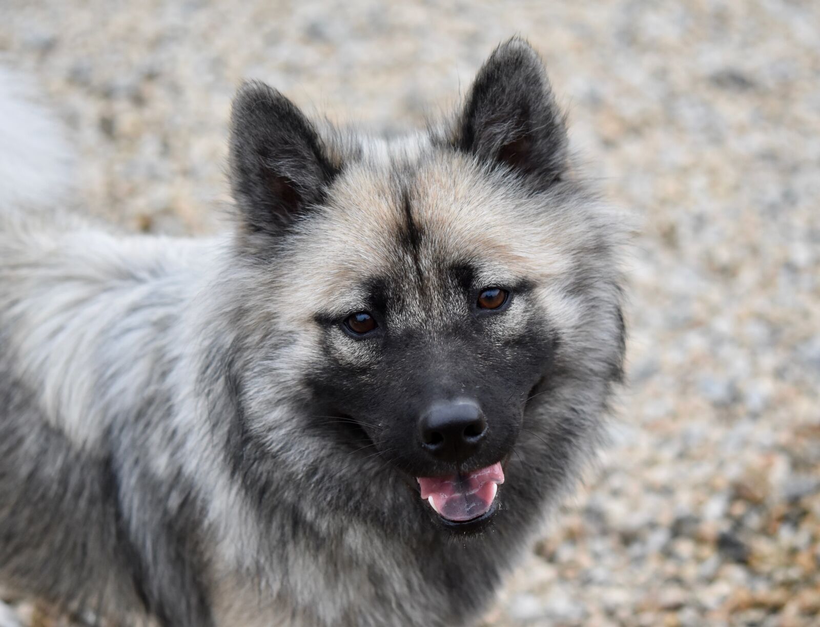 Nikon D5600 sample photo. Dog, dog eurasier, female photography