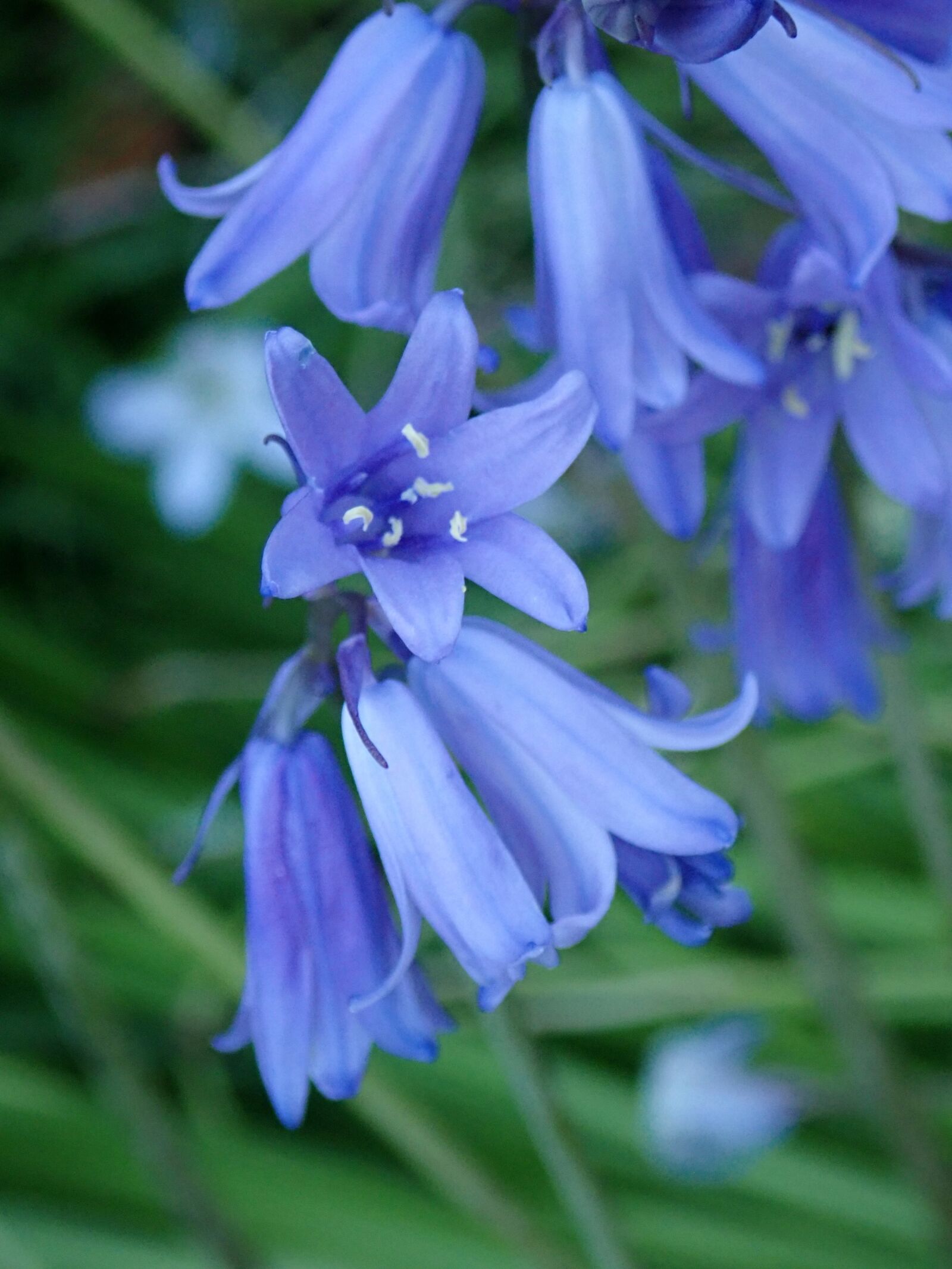 Olympus TG-5 sample photo. Bluebells, perfume, flowers photography