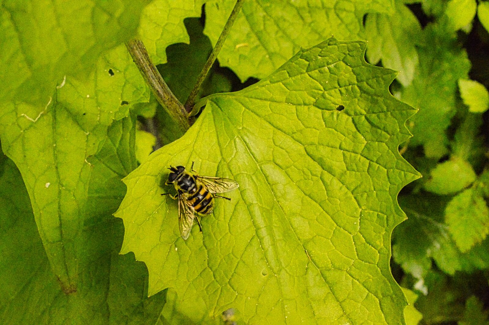 Nikon D3200 sample photo. Insect, bee, insects photography
