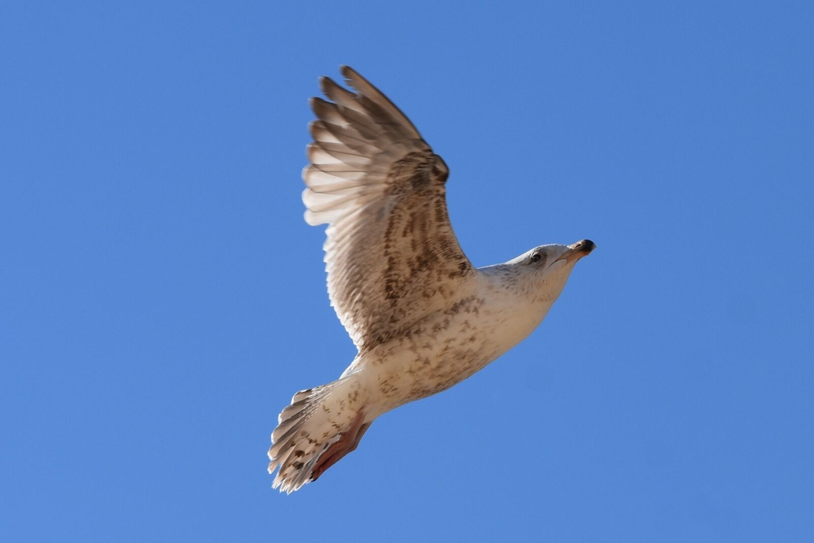 Nikon D7200 sample photo. Seagull, bird, fly photography
