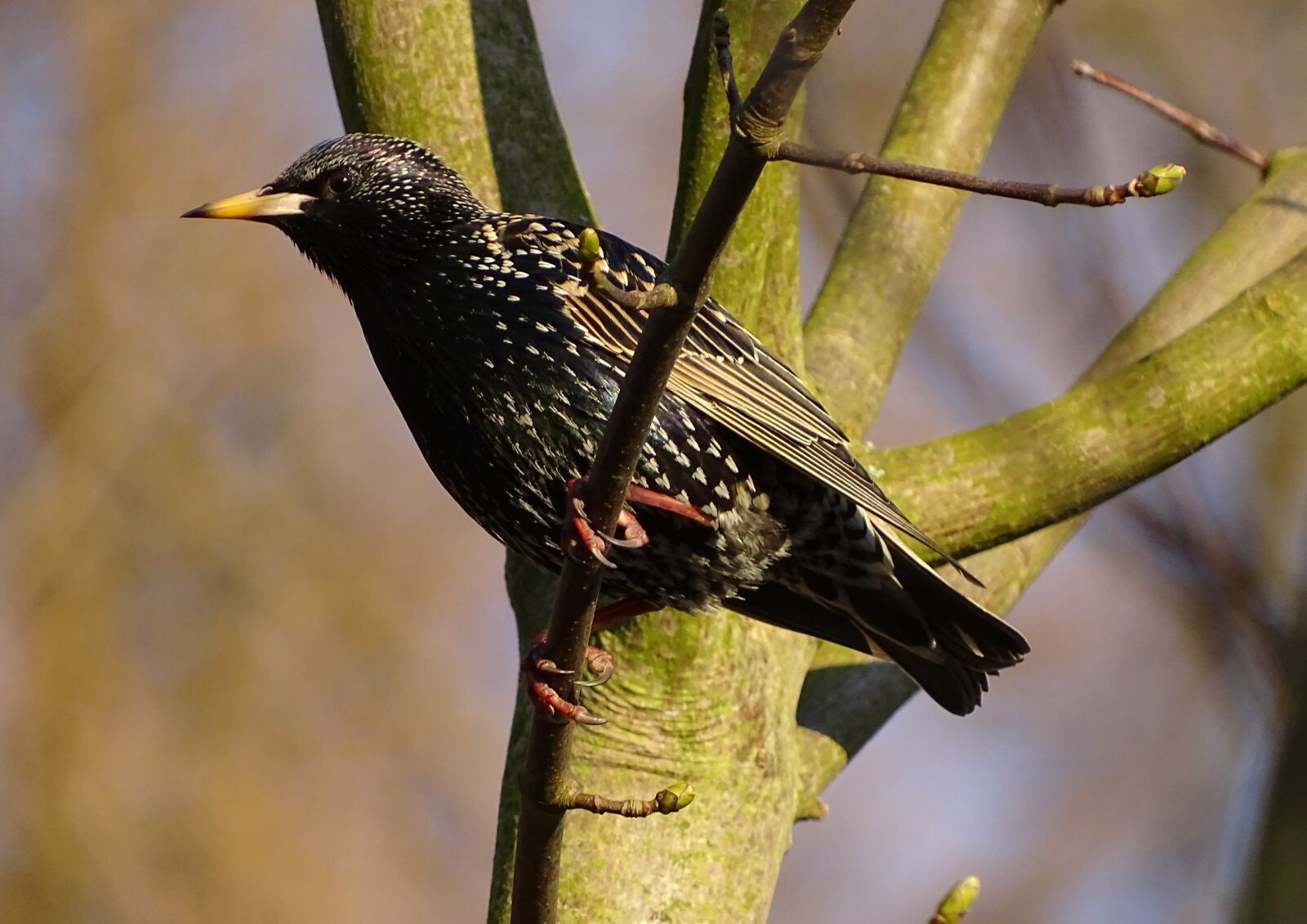Sony Cyber-shot DSC-HX400V sample photo. Bird, animal world, nature photography