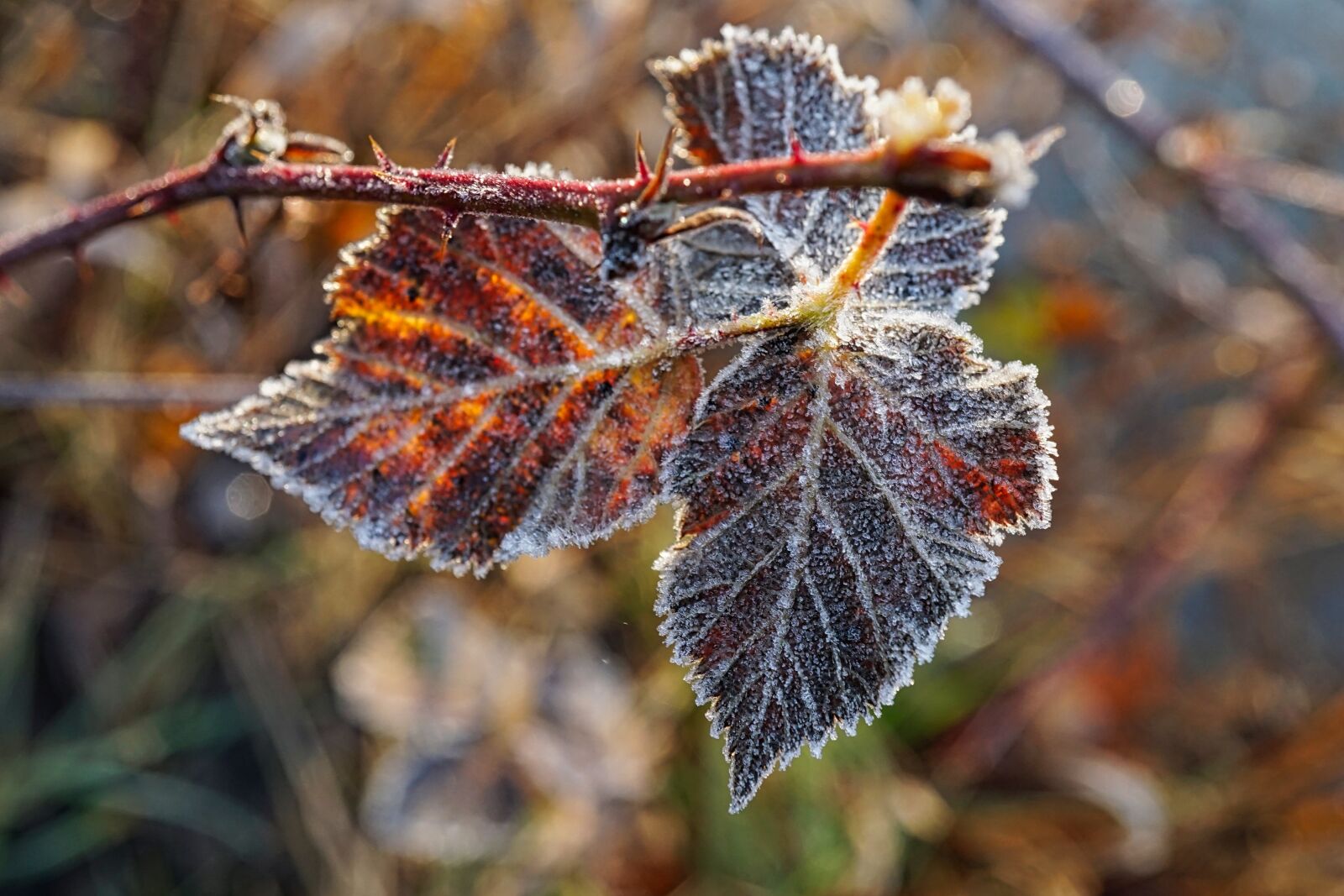 Sony a5100 + Sony E 30mm F3.5 Macro sample photo. Frost, winter, cold photography