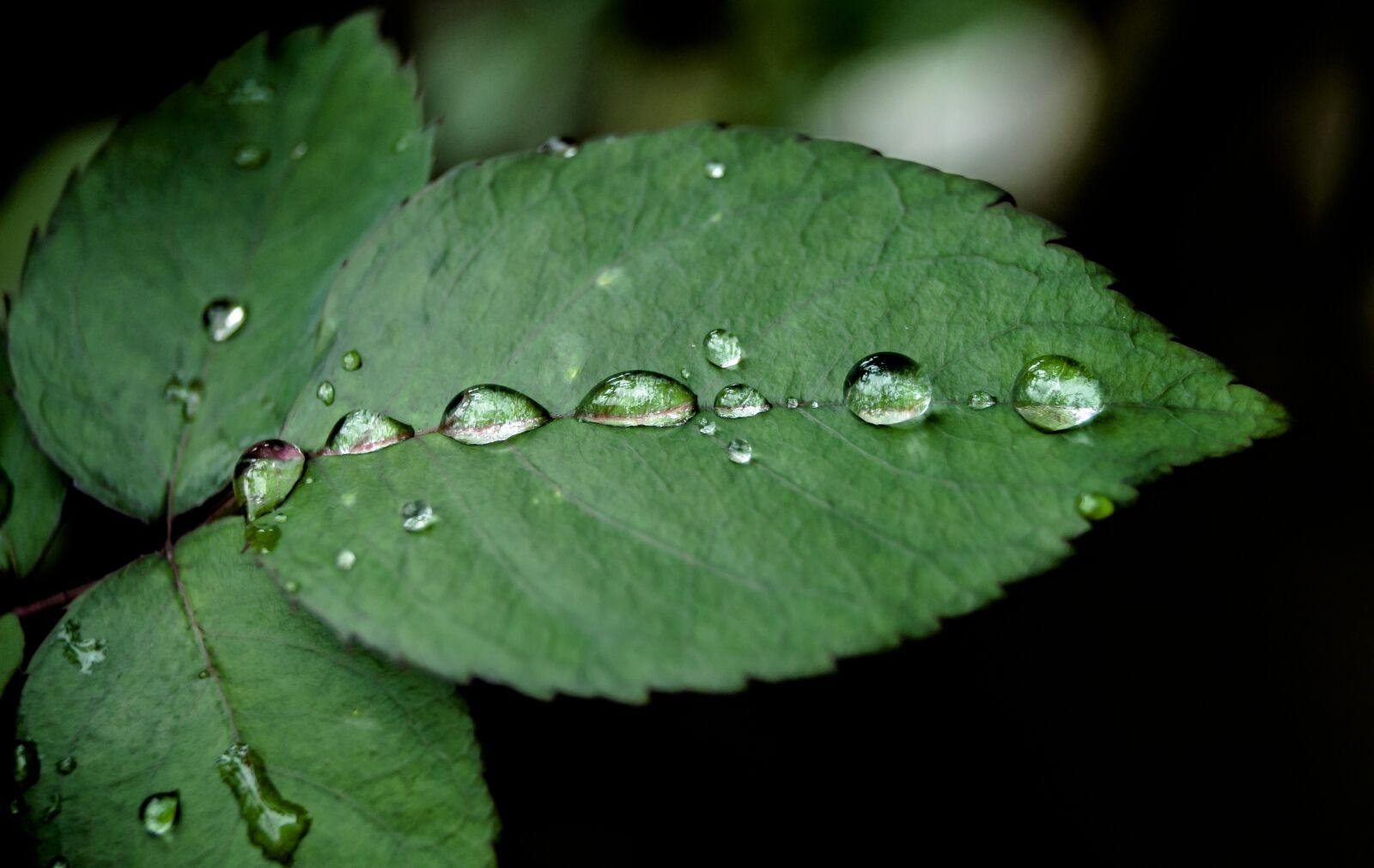 Sony DT 18-55mm F3.5-5.6 SAM II sample photo. Water, droplet, nature photography