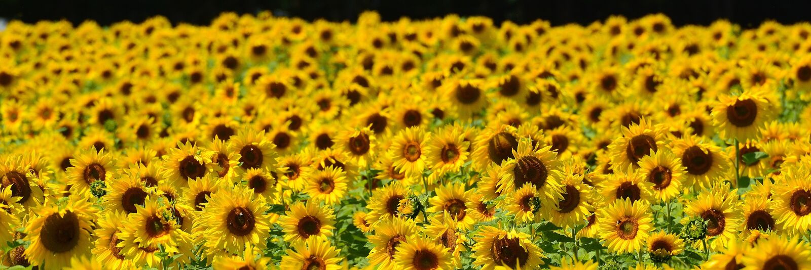 Nikon D3200 sample photo. Sunflower, bees, summer photography