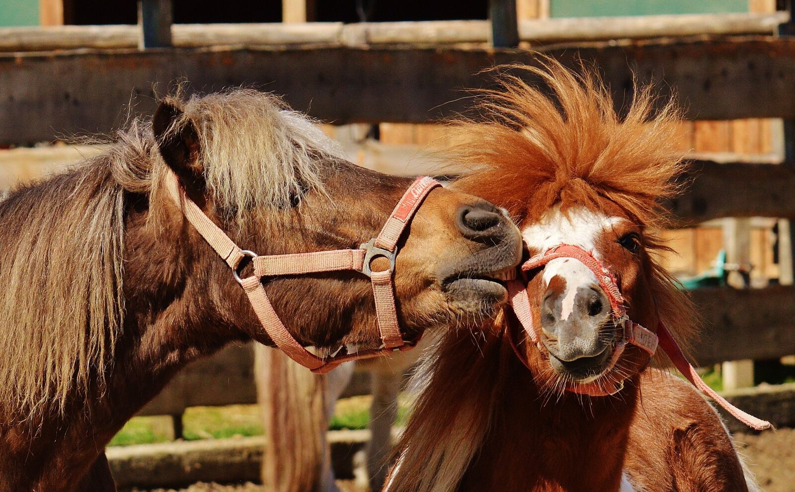 Nikon D3200 sample photo. Horses, play, funny photography