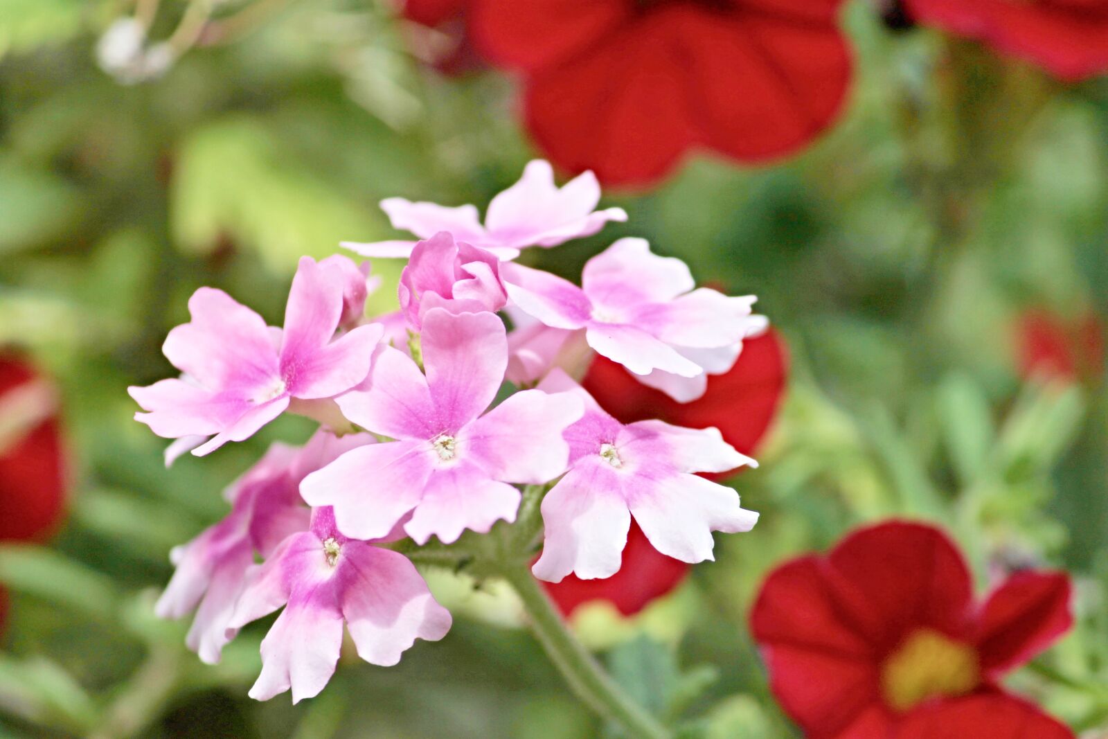 Canon EOS 1100D (EOS Rebel T3 / EOS Kiss X50) sample photo. Verbena, verbena greenhouse, pink photography