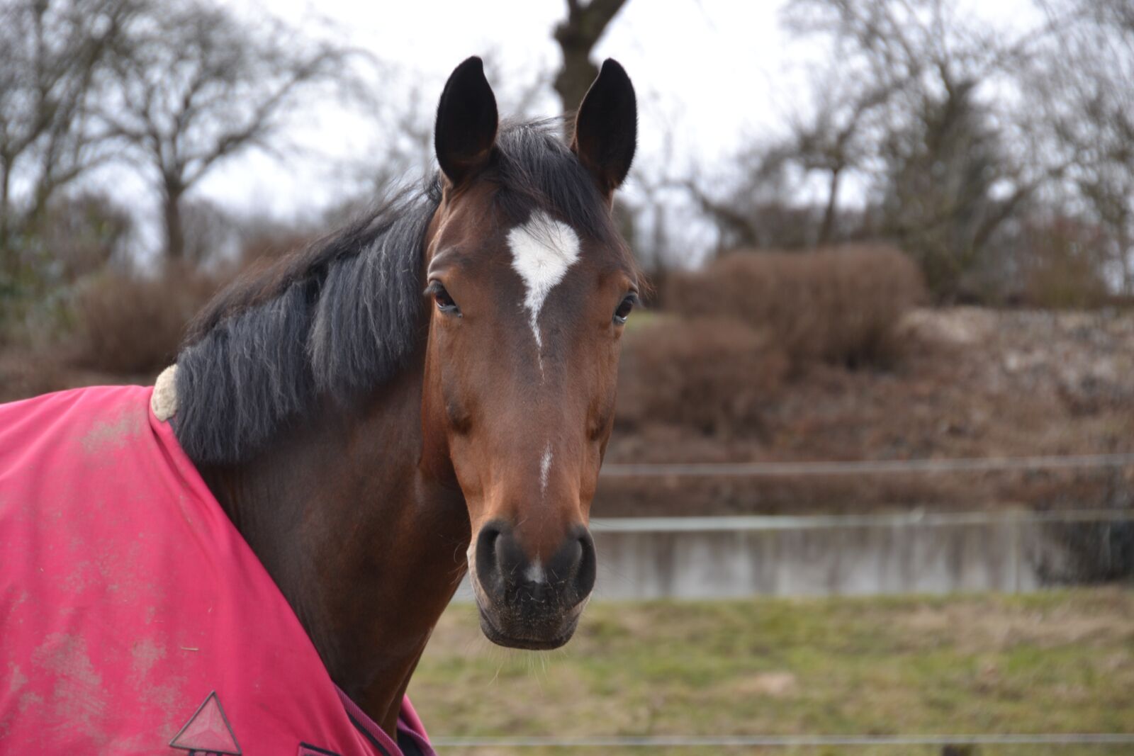 Nikon D3100 sample photo. Horse, horse head, animal photography
