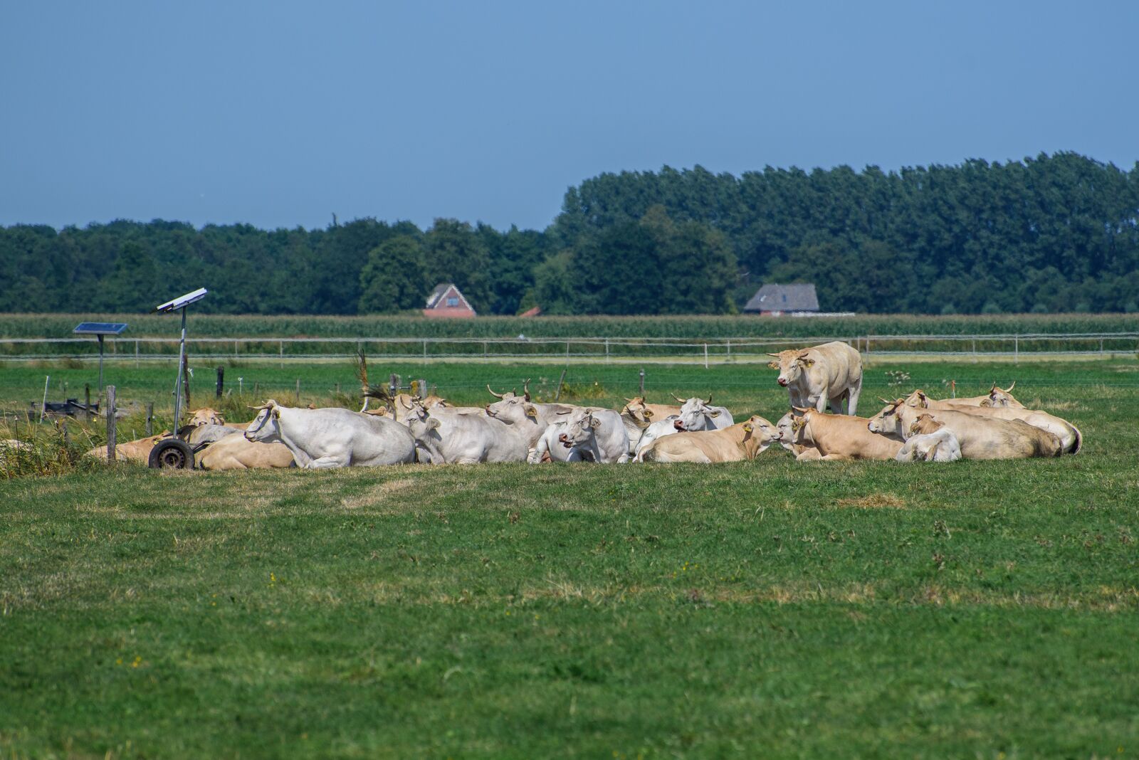 Nikon D750 sample photo. Cows, grass, nature photography
