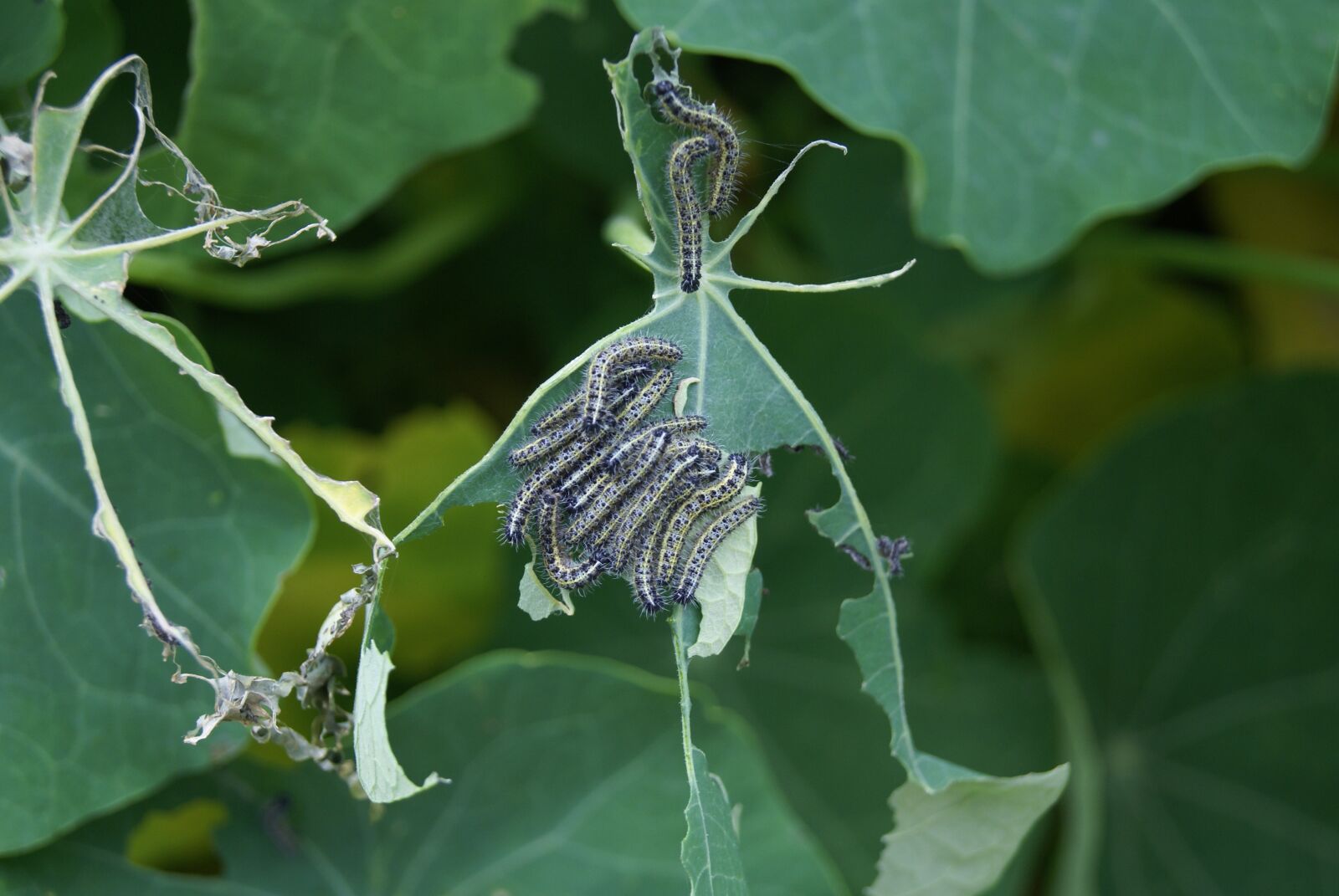 Sony Alpha DSLR-A100 sample photo. Insects, pests, garden photography