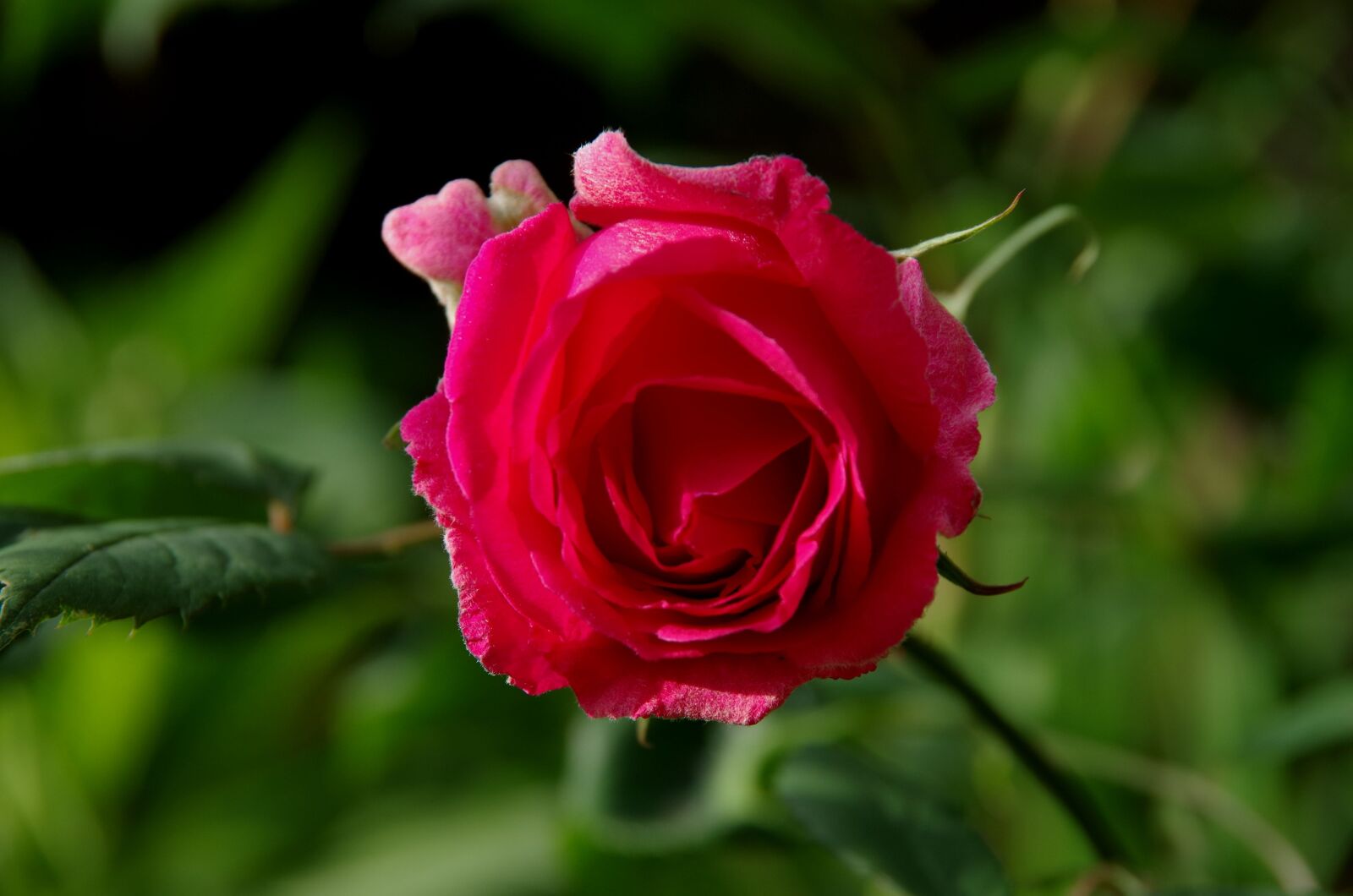 Pentax K-50 sample photo. Rose, blossom, bloom photography