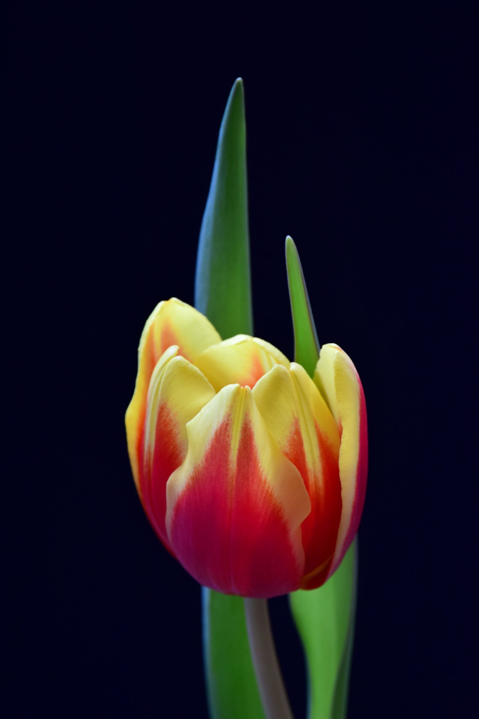 Nikon D3300 sample photo. Nature, tulip, flower photography