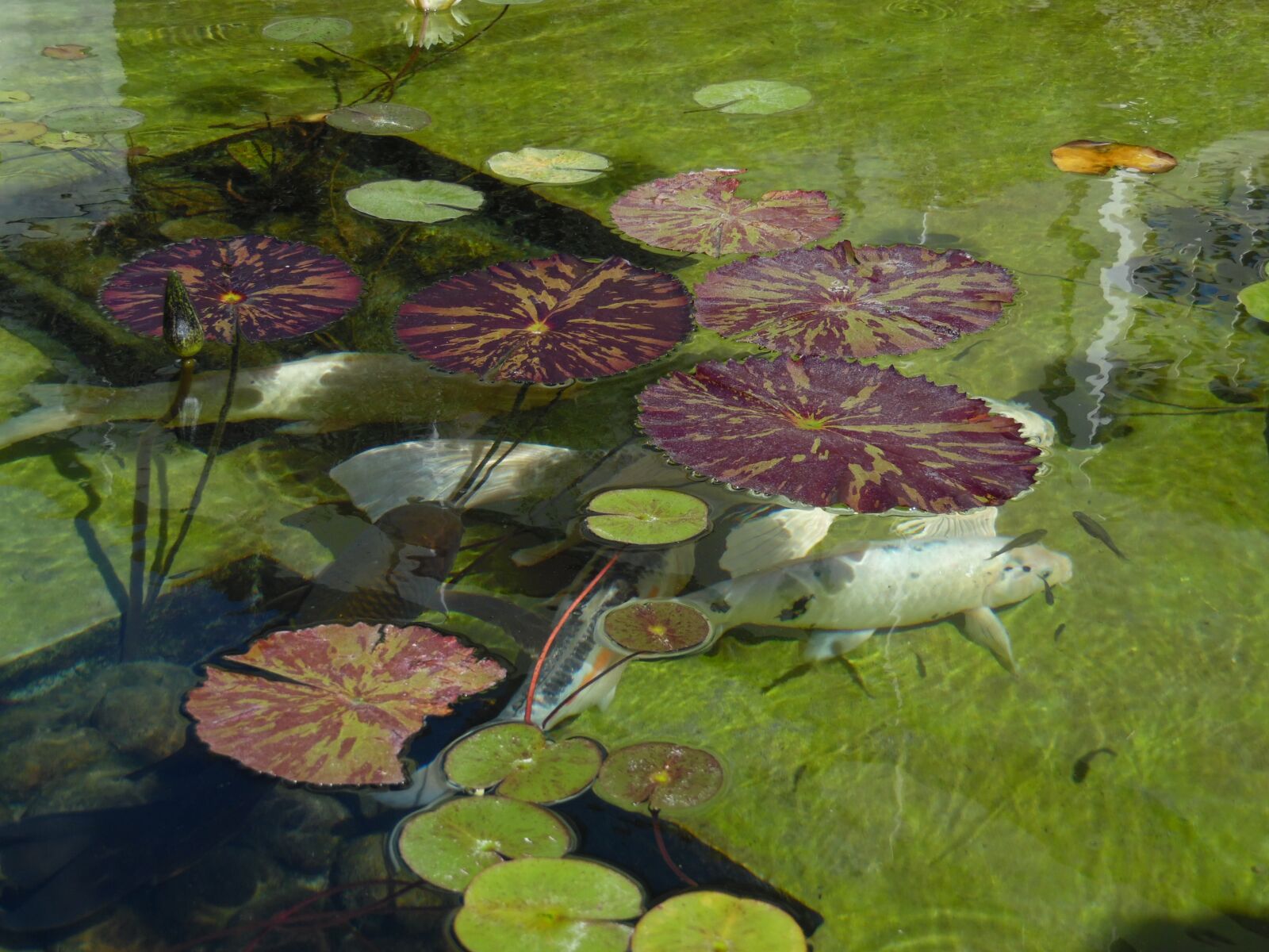 Samsung WB1100F/WB1101F/WB1102F sample photo. Pond, fish, catfish photography