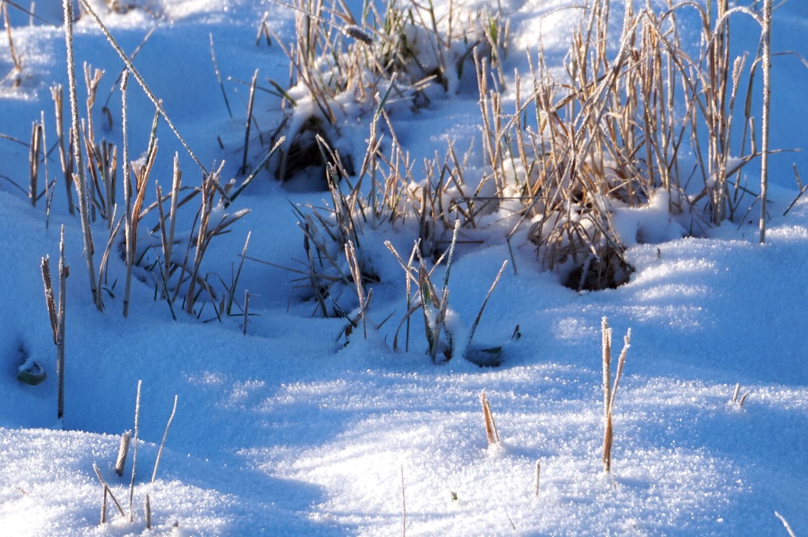 Sony Alpha a5000 (ILCE 5000) sample photo. Snow, winter, go photography