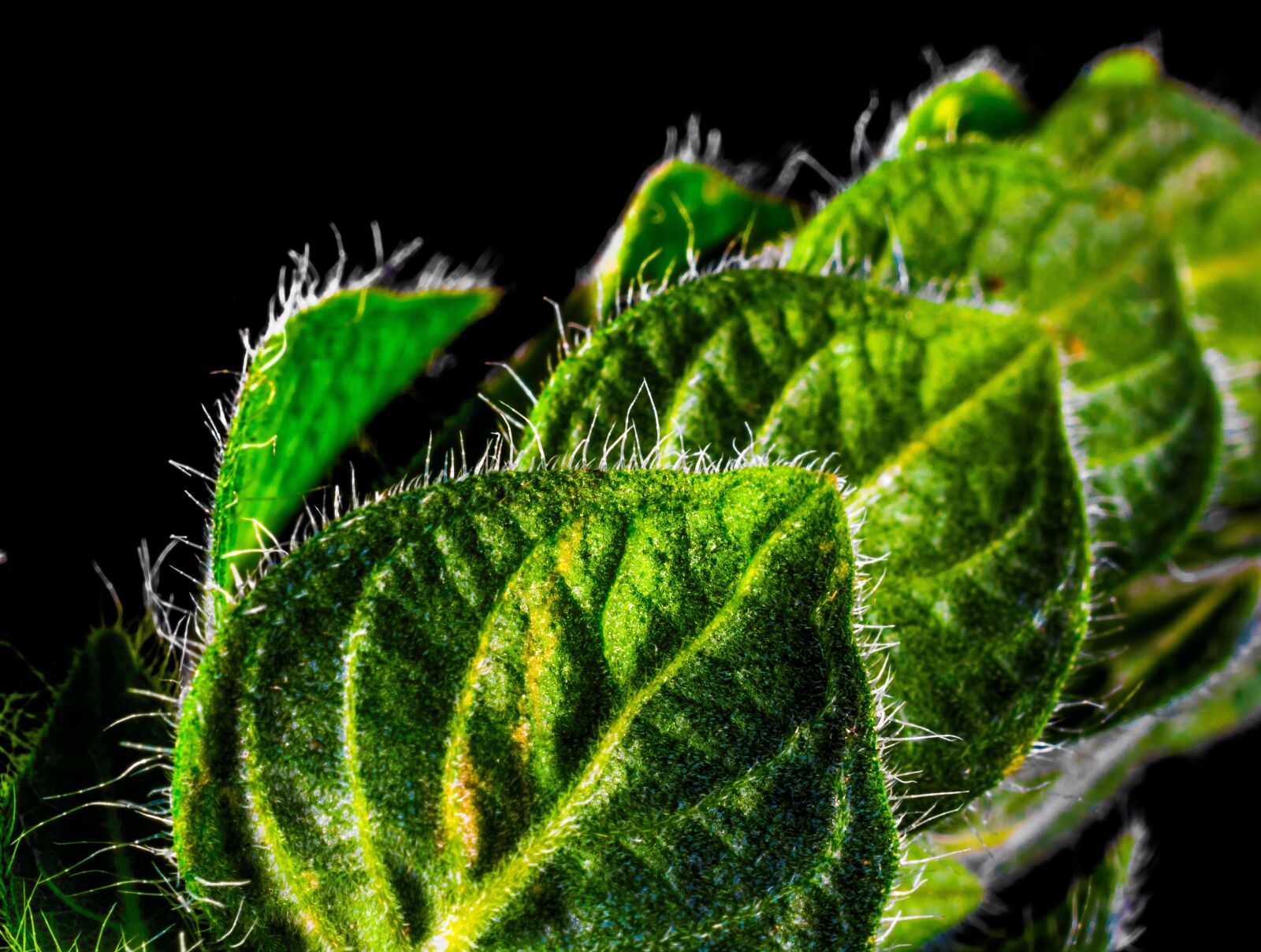 Nikon D5200 sample photo. Plant, weed, leaves photography
