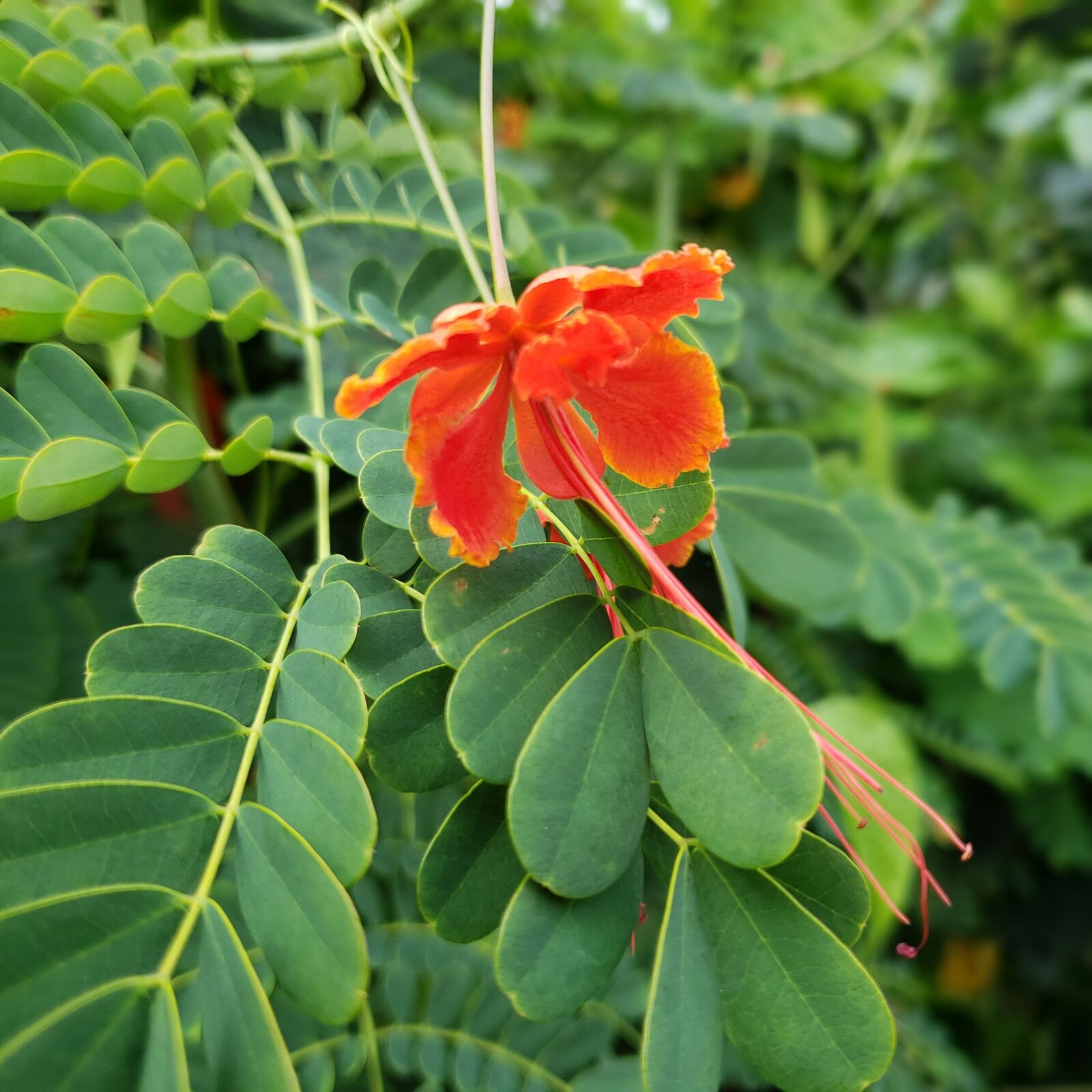 Samsung Galaxy S9 sample photo. Red, flower, hibiscus photography