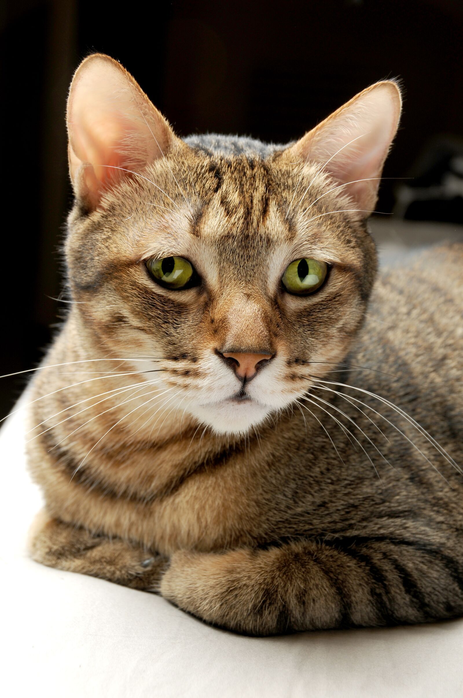 Nikon D300S sample photo. Cat, pet, cat mia photography