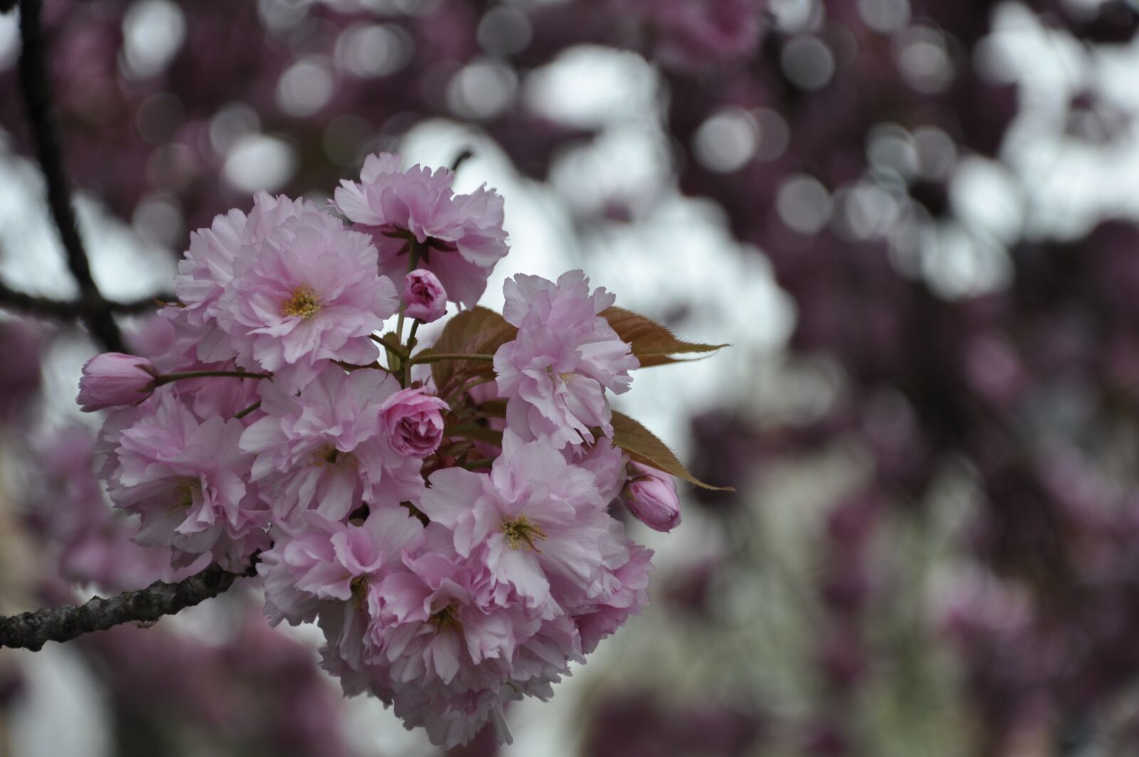Nikon D5000 sample photo. Cherry tree, spring, blossom photography