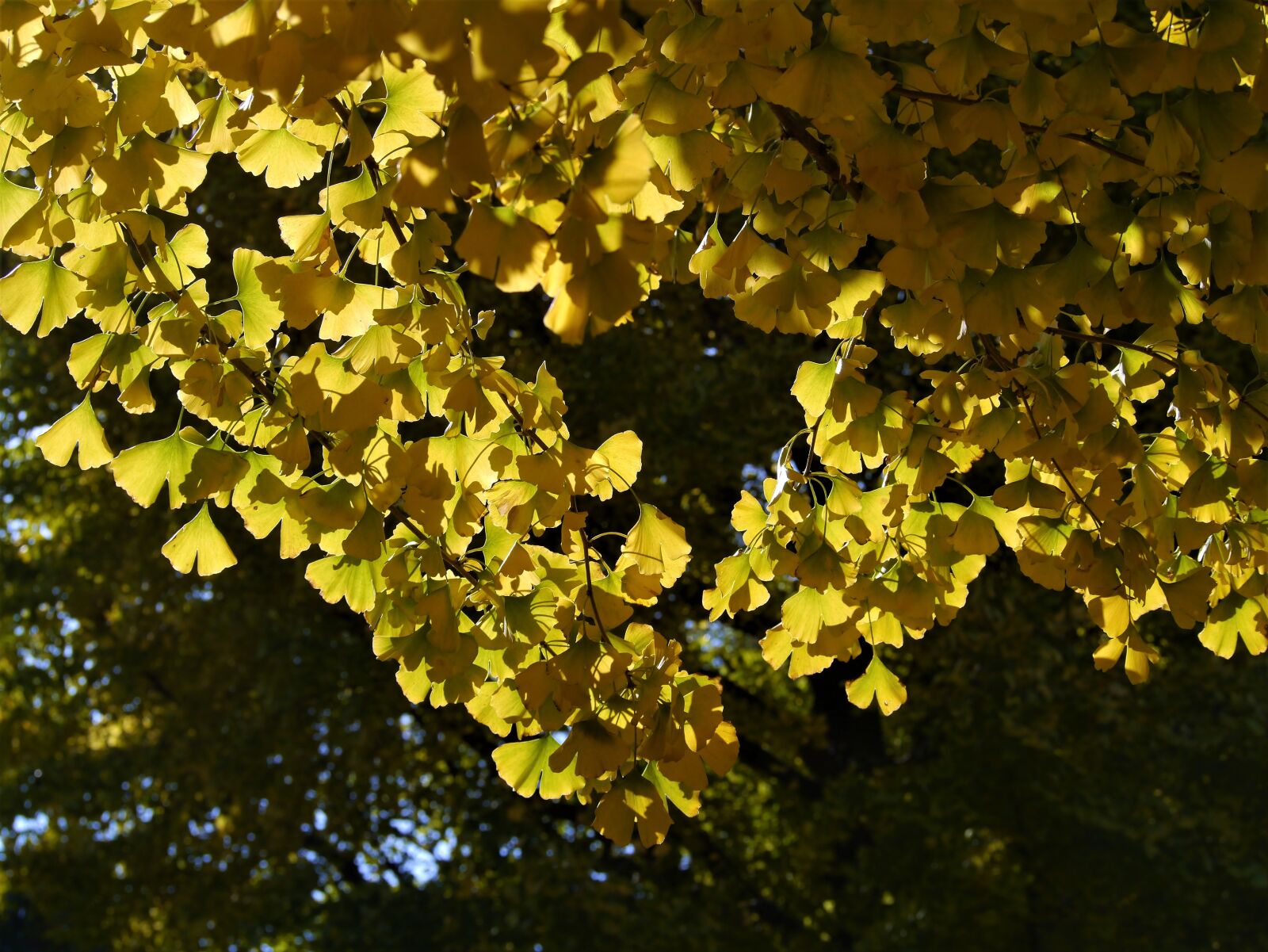 Panasonic Lumix DMC-GX1 sample photo. Yellow leaves, gingko tree photography