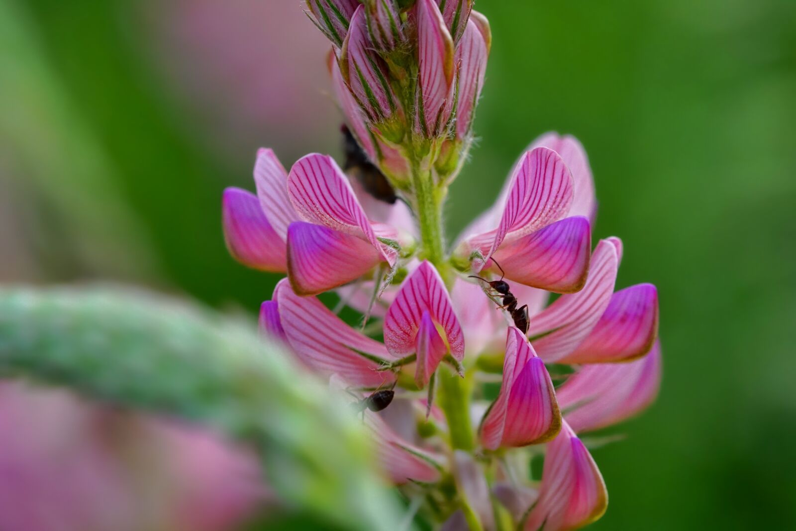 Sony a6000 + Sony FE 90mm F2.8 Macro G OSS sample photo. Chuck sainfoin, ant, insect photography