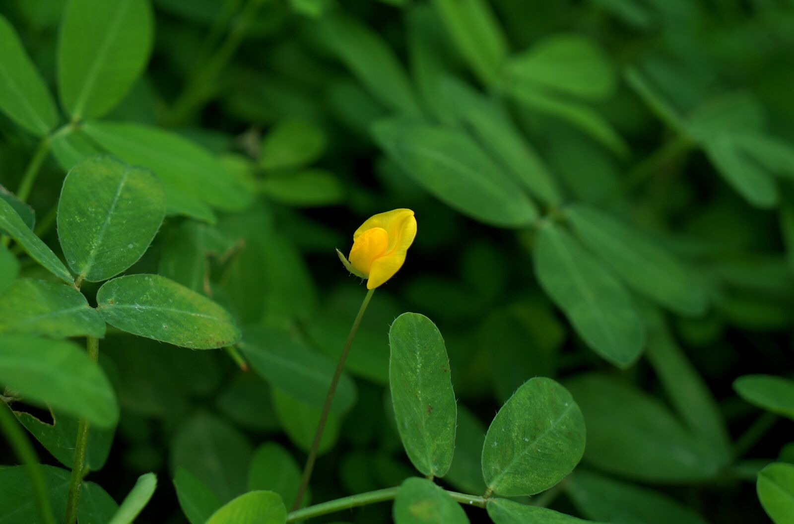 Sony Alpha NEX-F3 + Sony E 18-55mm F3.5-5.6 OSS sample photo. Flower, solitary, yellow photography