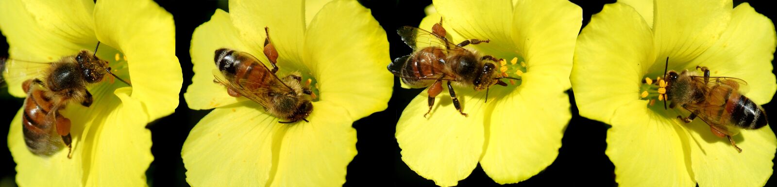 Olympus TG-5 sample photo. Bees, pollination, pollinate photography