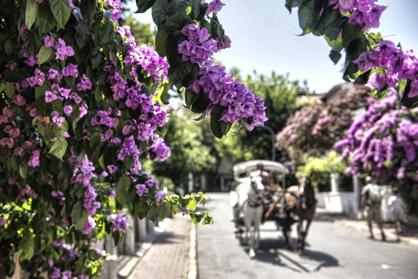 Nikon D610 sample photo. Ada, burgaz, with bougainvillea photography