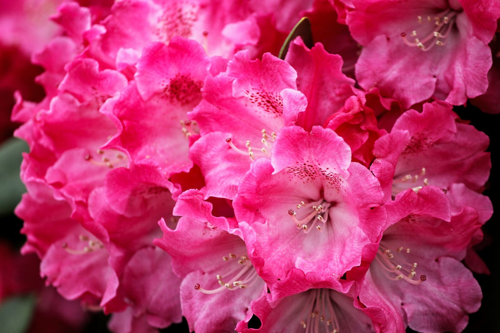 Canon EOS 1100D (EOS Rebel T3 / EOS Kiss X50) sample photo. Rhododendron, blossom, bloom photography
