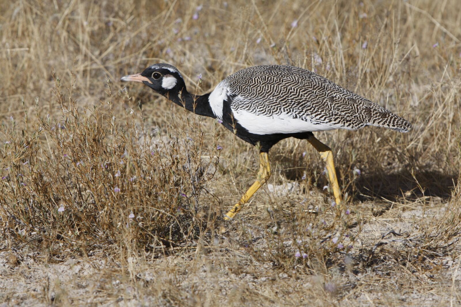 Canon EOS 40D sample photo. Black grouse, namibia, etosha photography