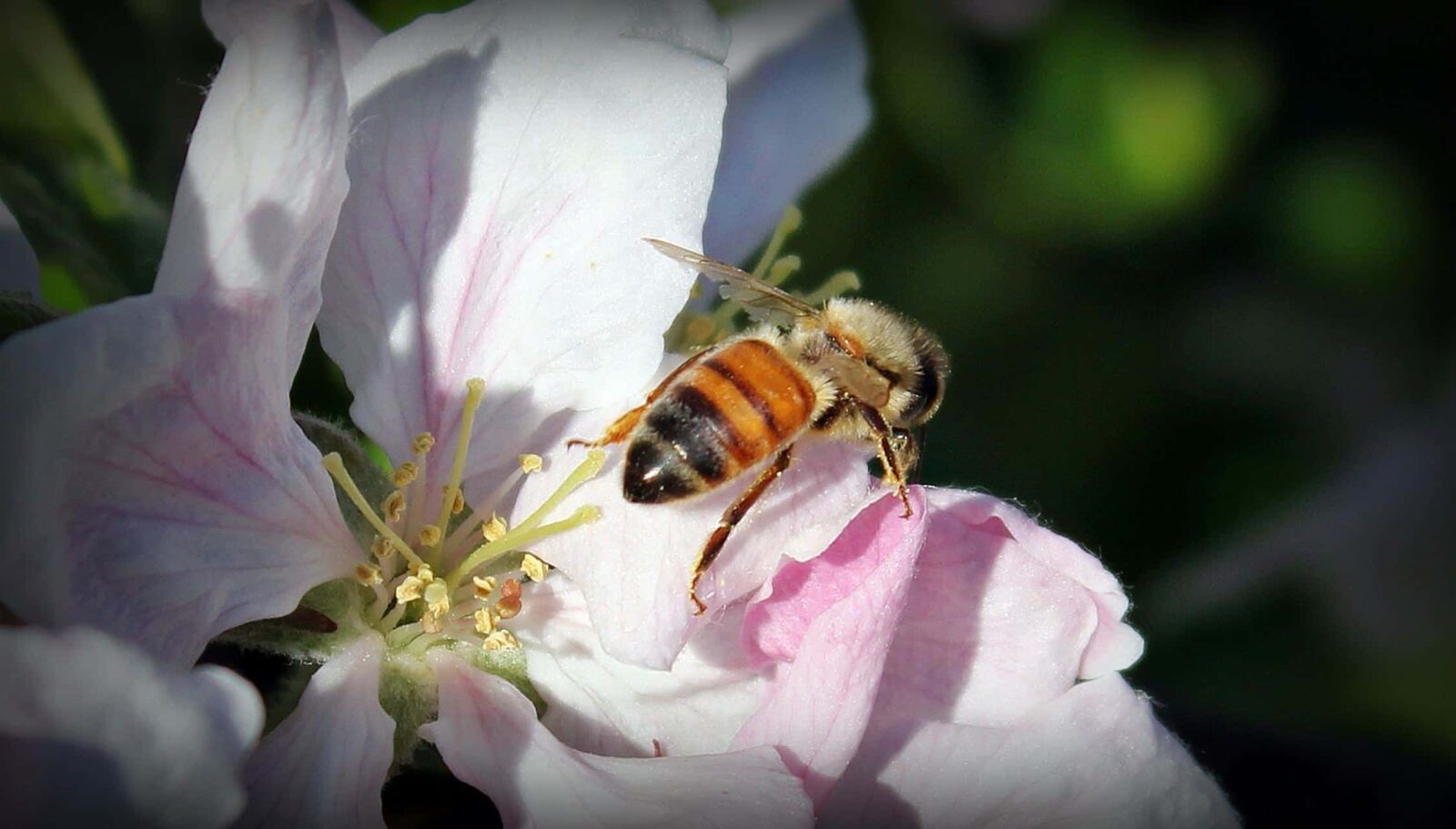 Canon EOS 550D (EOS Rebel T2i / EOS Kiss X4) sample photo. Flower, bee, garden, insect photography
