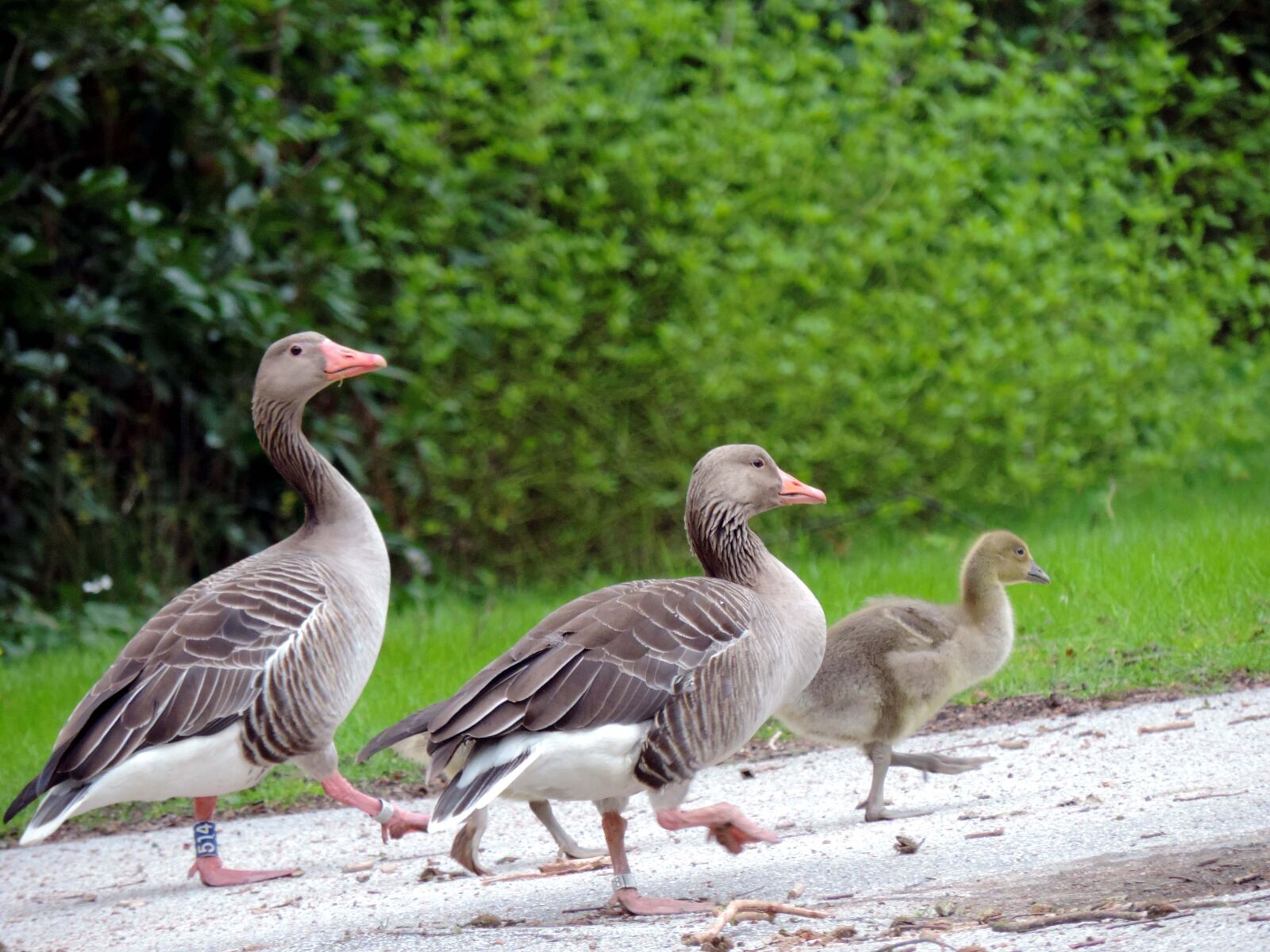 Nikon Coolpix P520 sample photo. Geese, grey geese, family photography