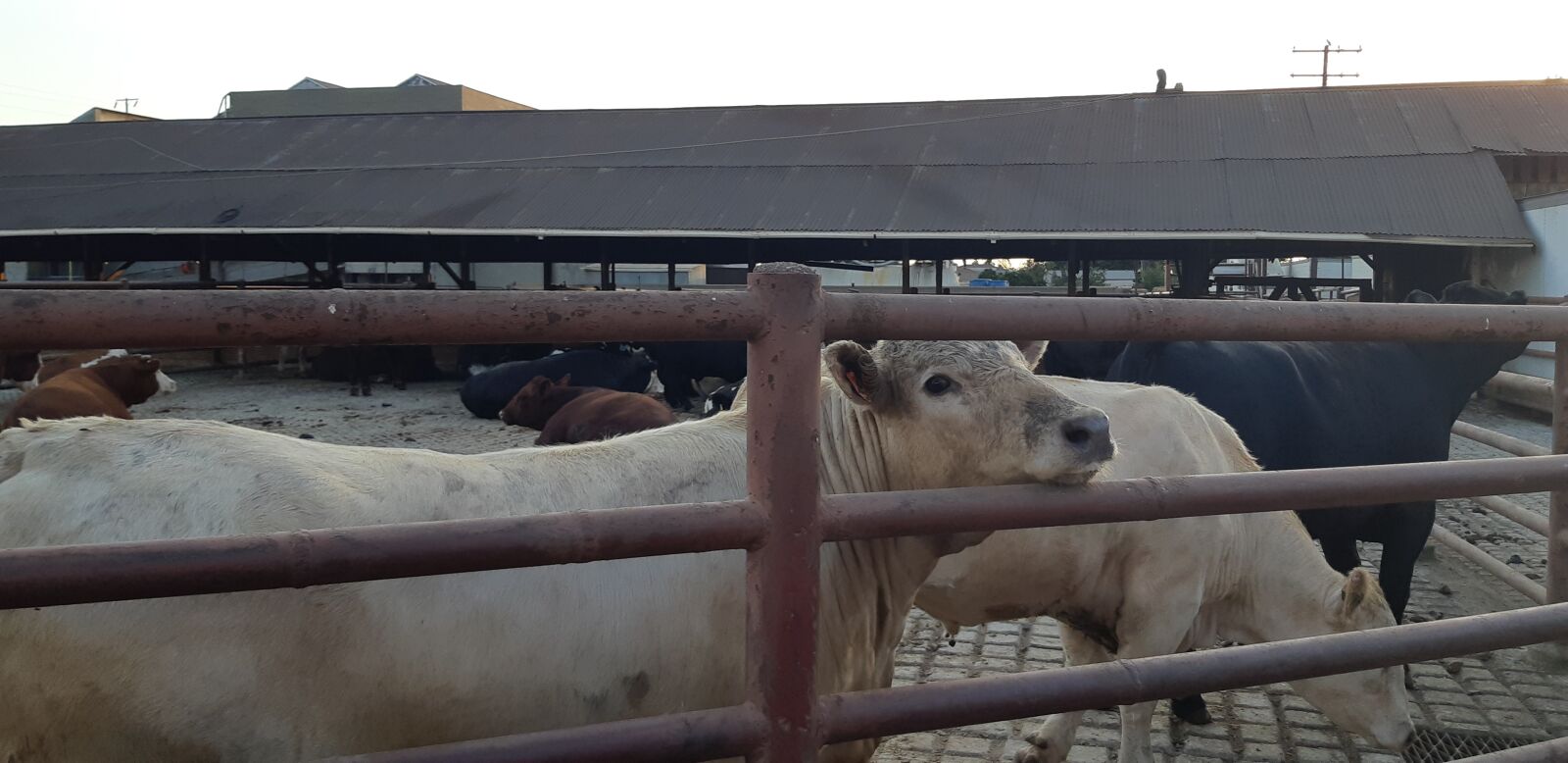 Samsung Galaxy A8(2018) sample photo. Cow, slaughterhouse, pen photography