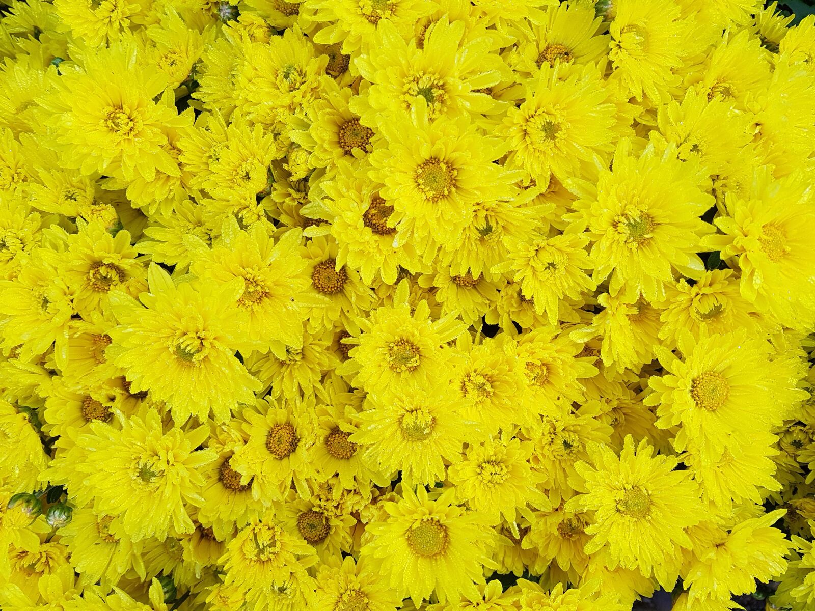 Samsung Galaxy S7 sample photo. Autumn, chrysanthemum, small yellow photography