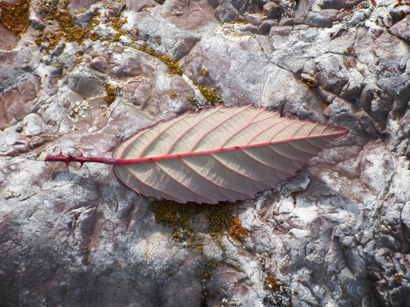 Panasonic Lumix DMC-FZ70 sample photo. Leaf, reverse, detail photography