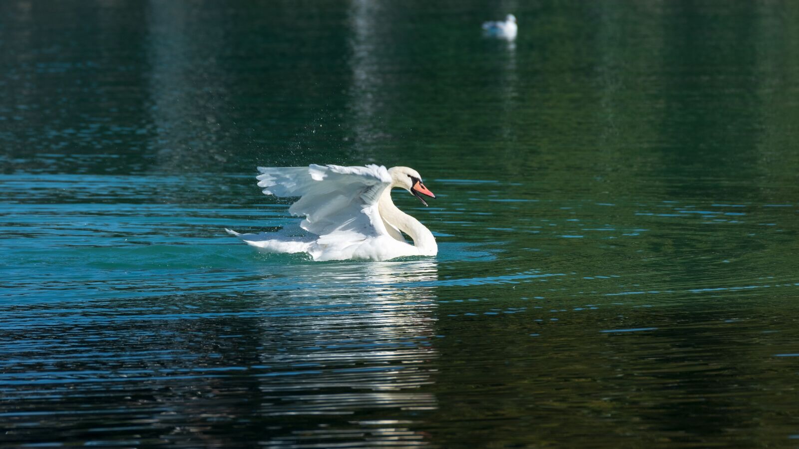 Fujifilm X-T3 sample photo. Swan, lake, water bird photography
